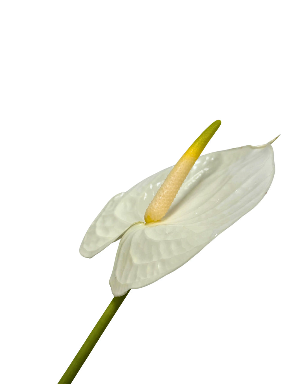 Anthurium White Stem