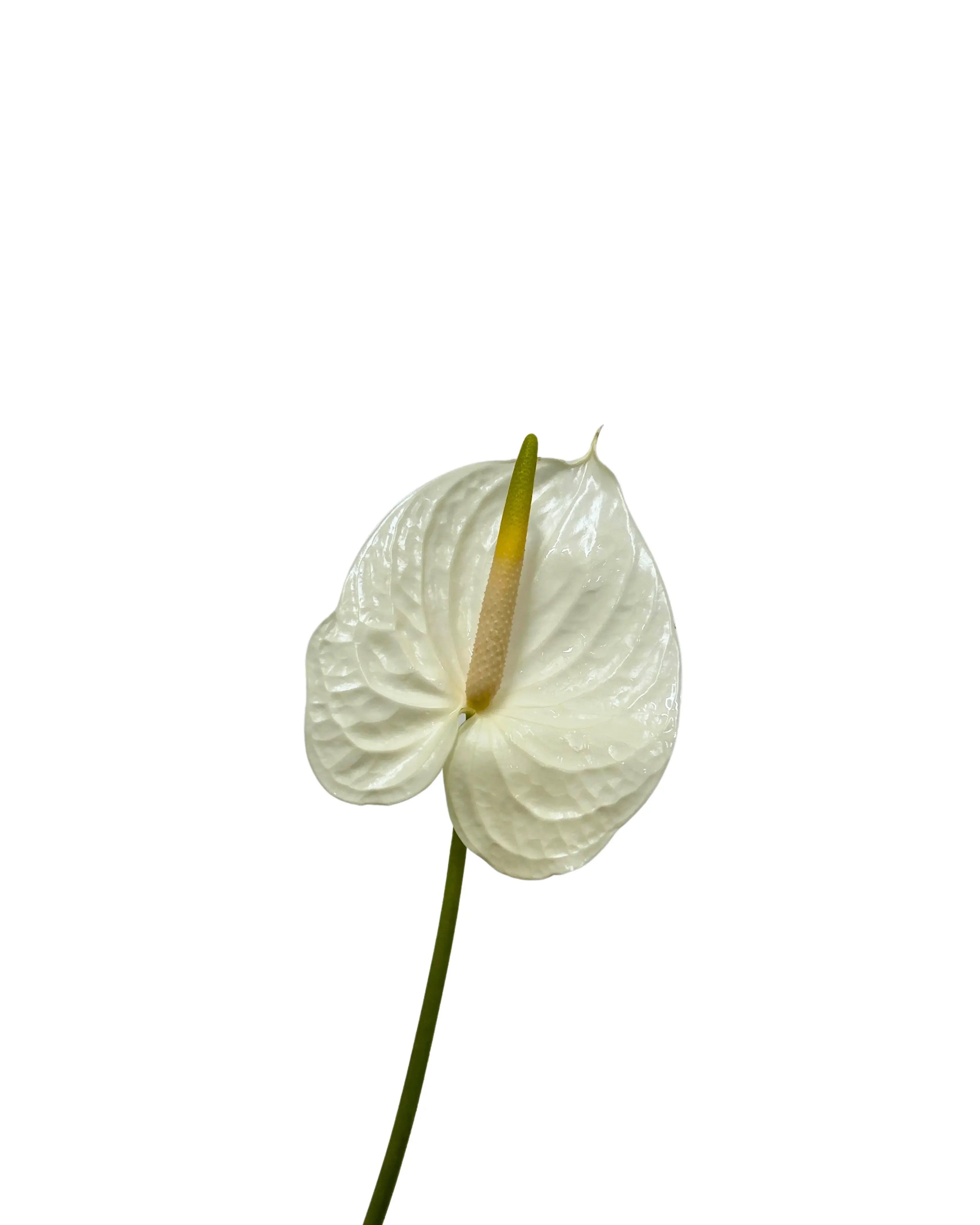 anthurium flor blanca Anthurium White | Buy White Anthurium Malaysia