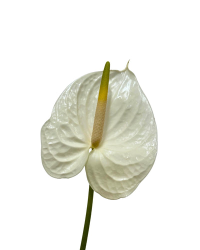 Anthurium White Stem