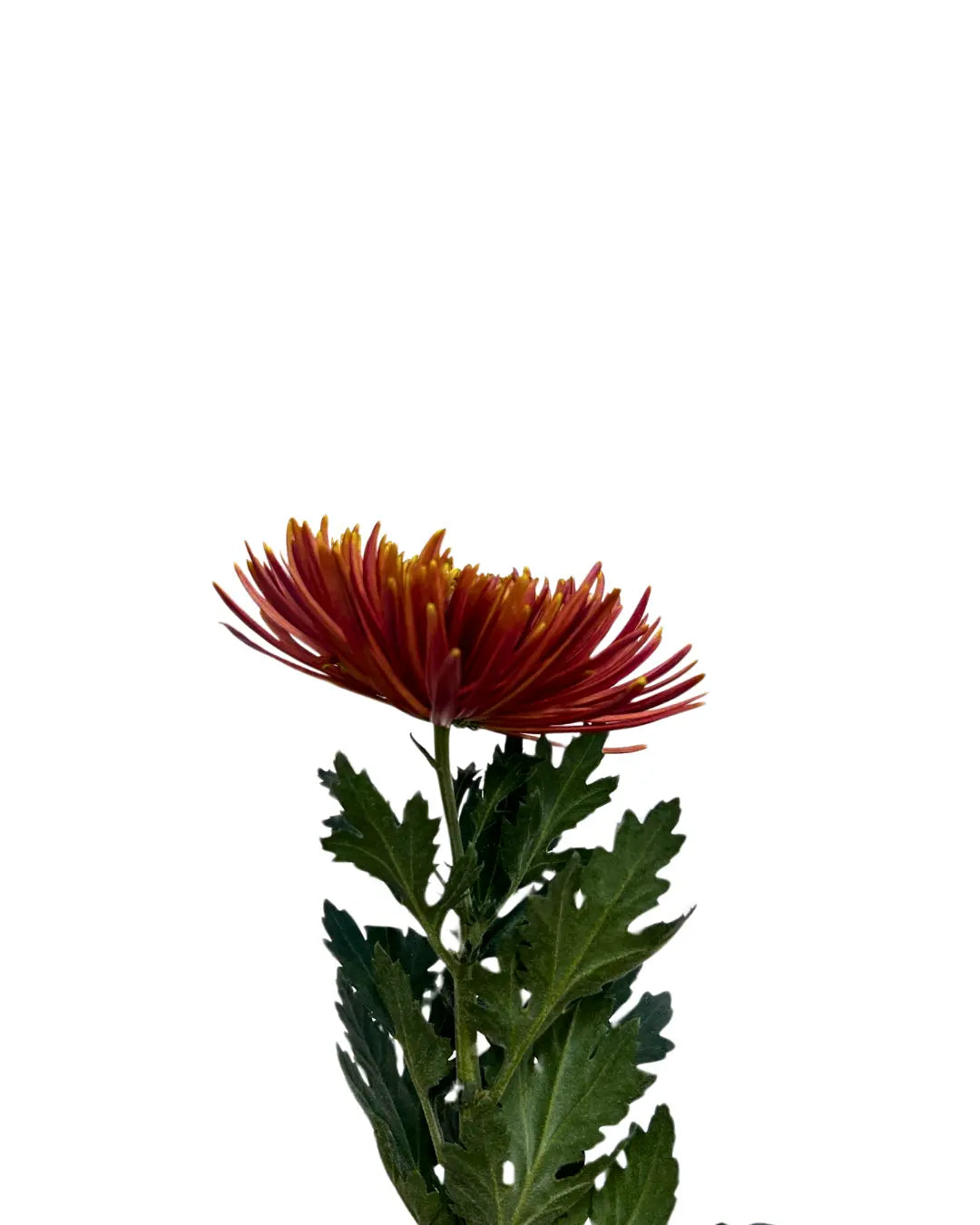chrysanthemum mum jimba mum anatasia chispa brown
