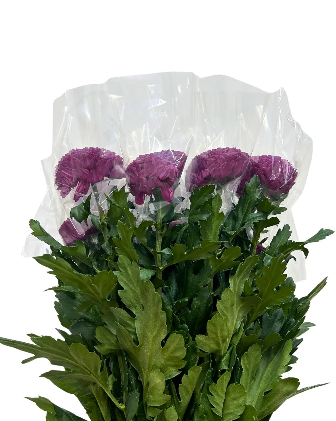 chrysanthemum ping pong purple