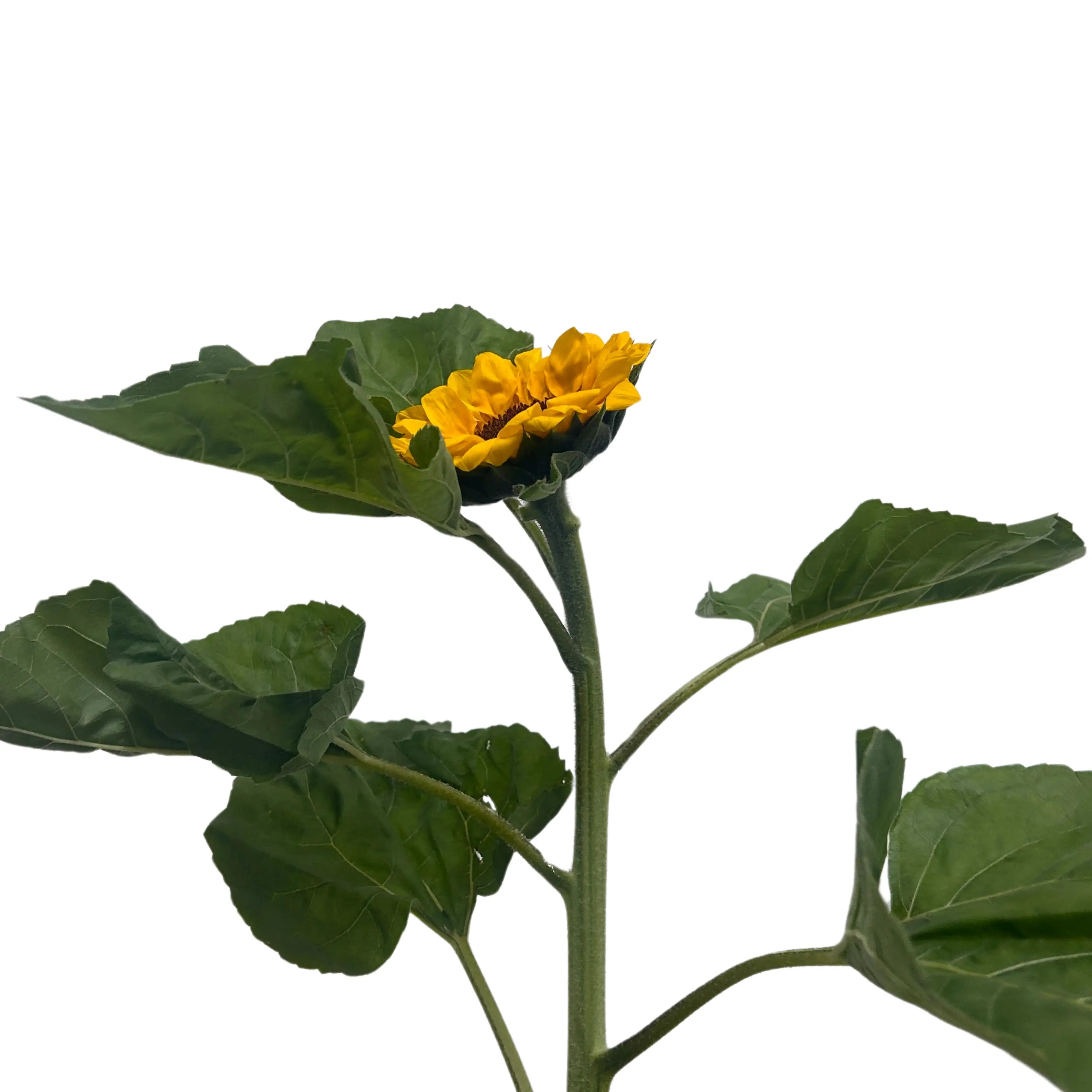 Sunflower 5 Stems