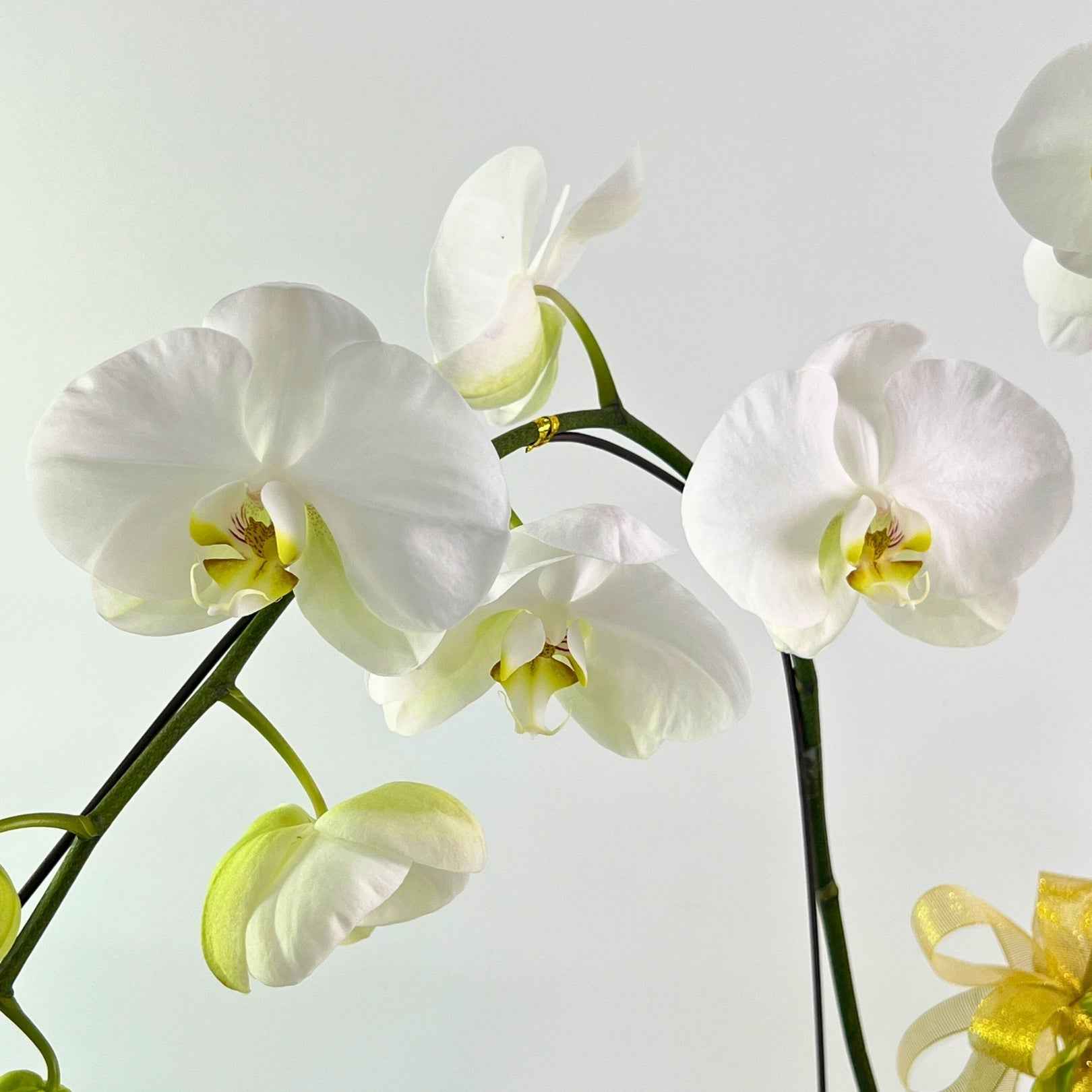 Murni White Phalaenopsis Orchid Pot