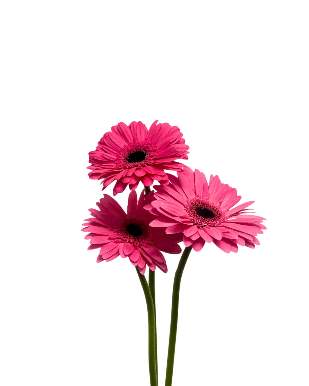 gerbera shocking pink