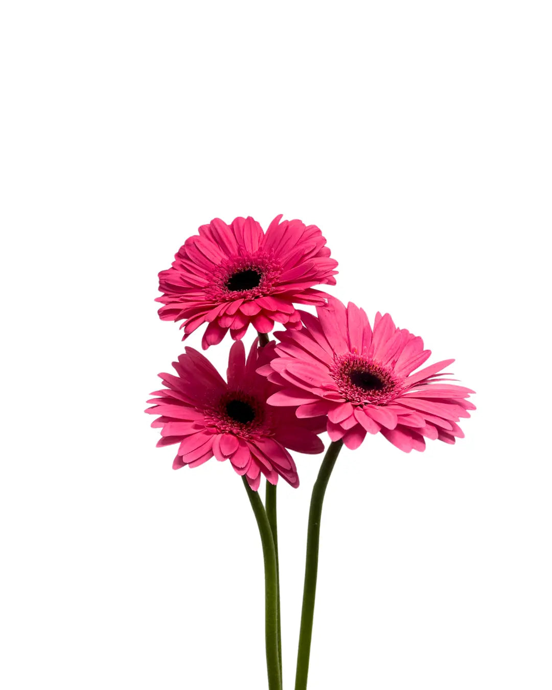 gerbera shocking pink