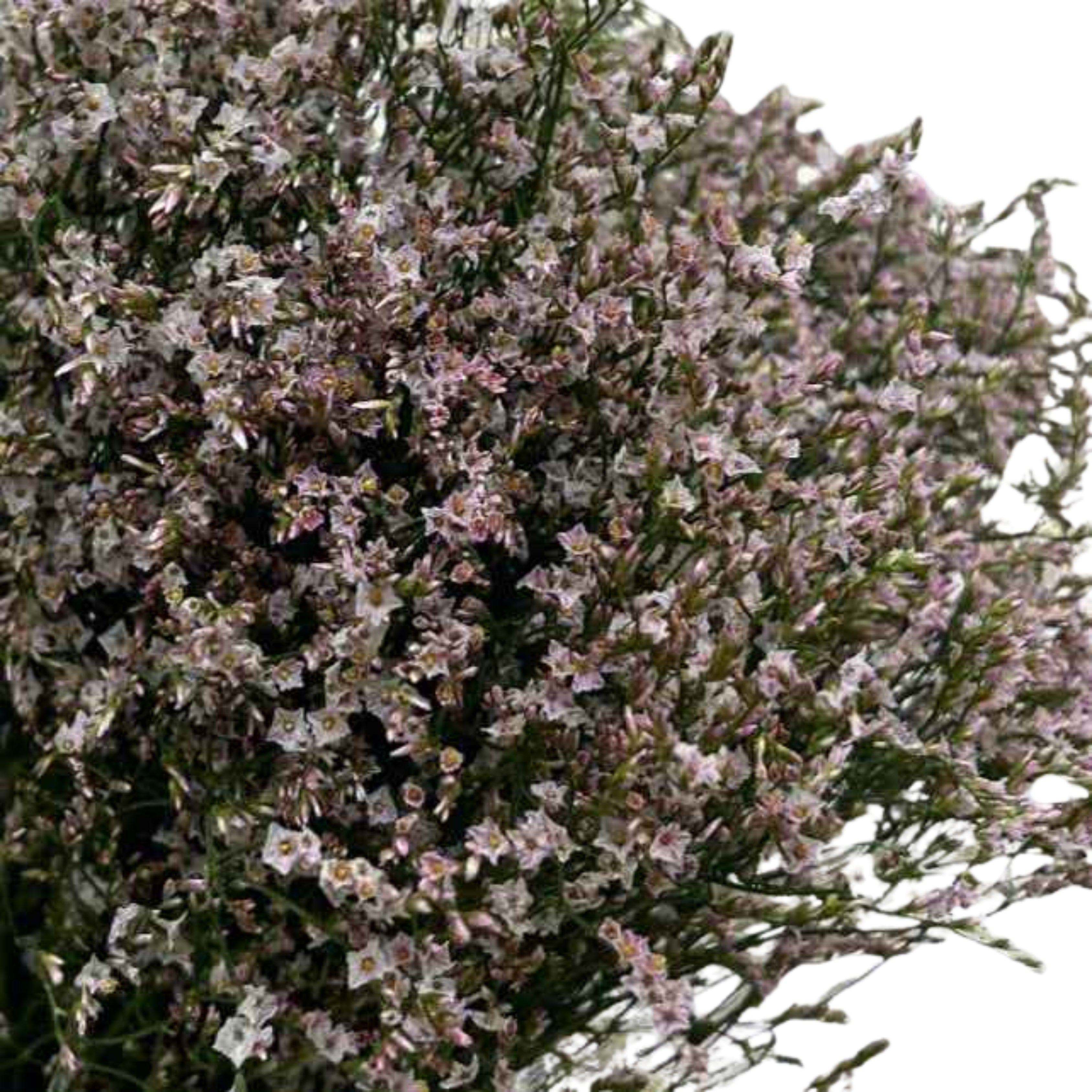 Caspia Light Pink - Century Flower