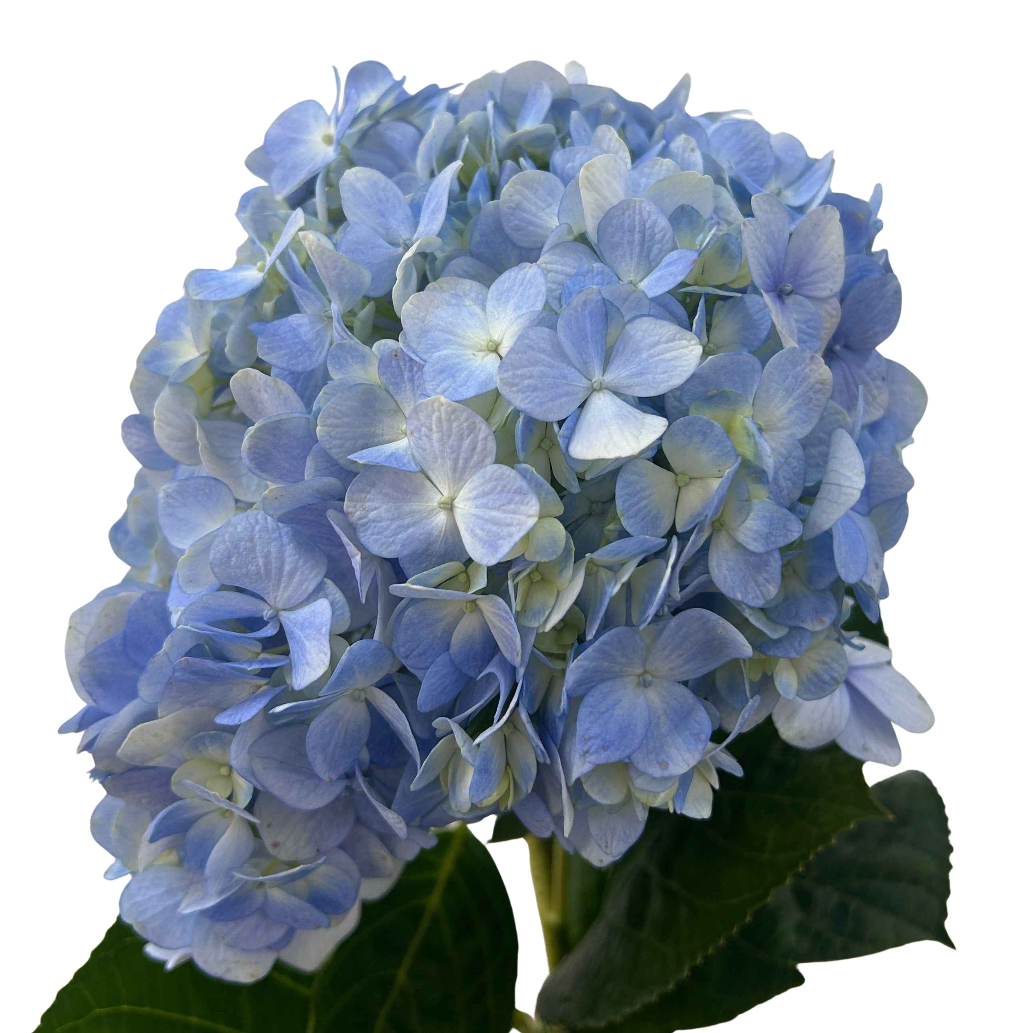 Hydrangea Light Blue - Century Flower