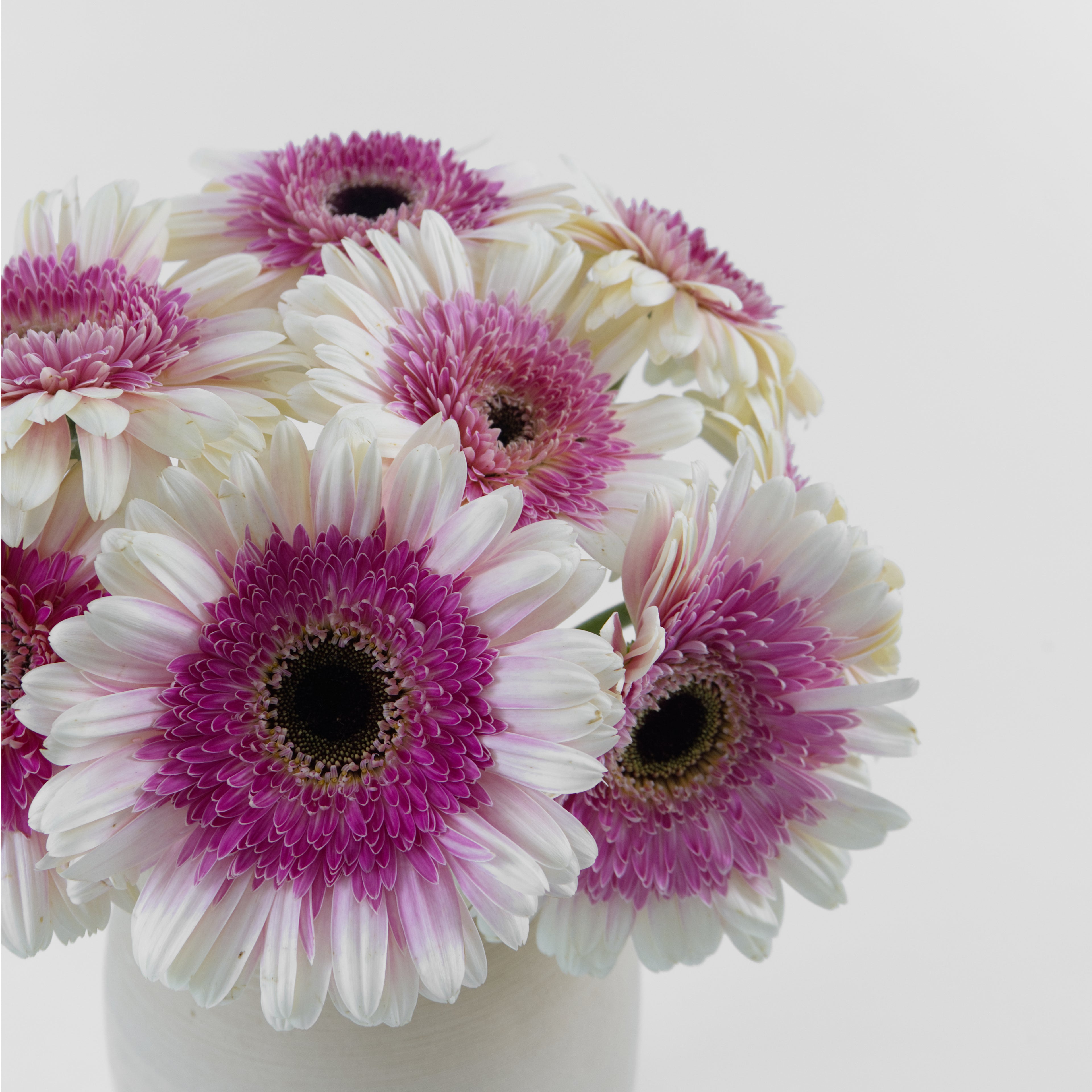 Bulk purple gerbera flowers for events and wholesale florists in KL and Selangor