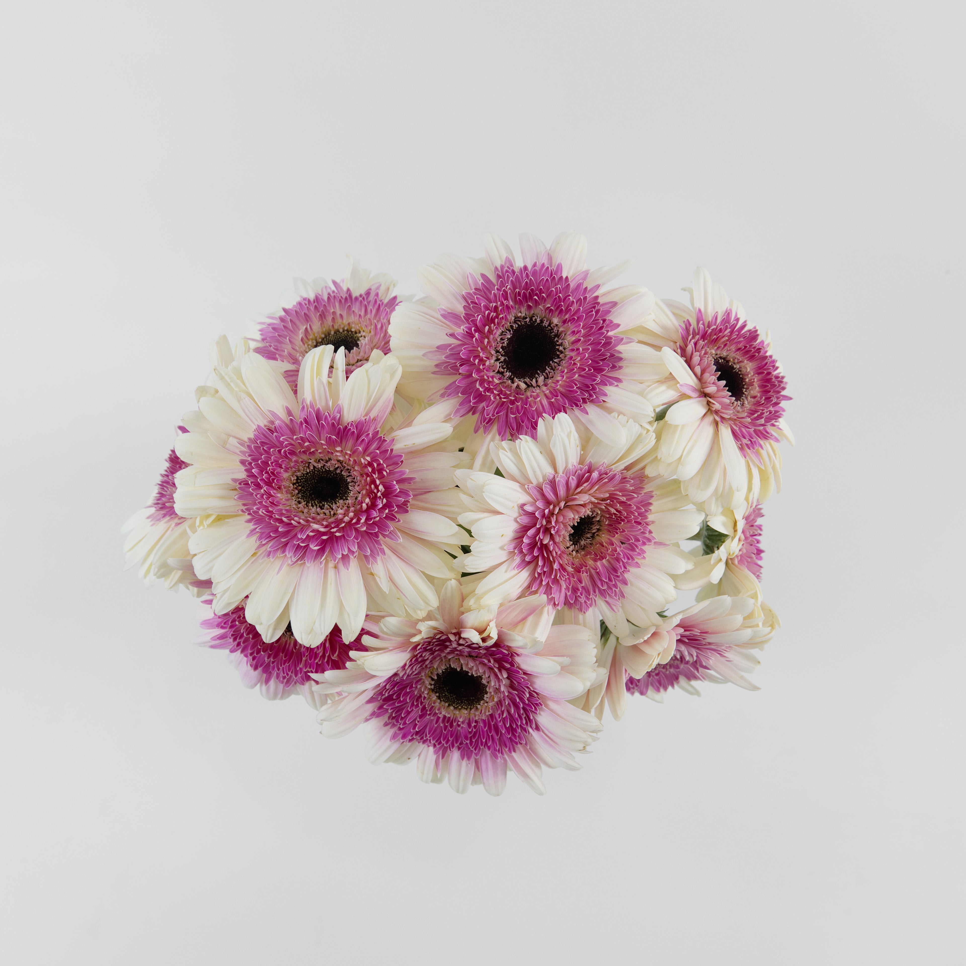 Close-up of a single purple gerbera bloom with white-toned petals
