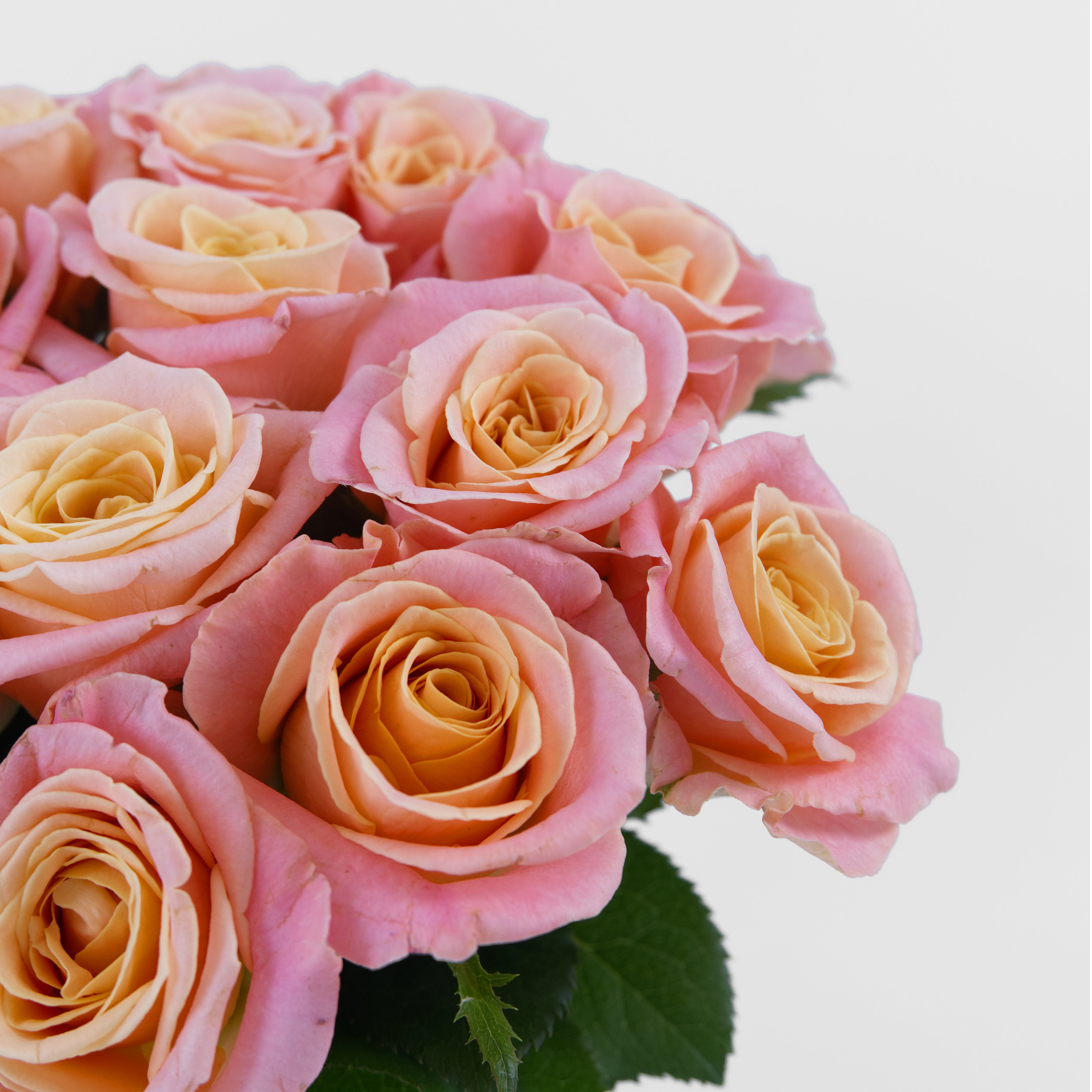 Bouquet of pink roses on a light gray background