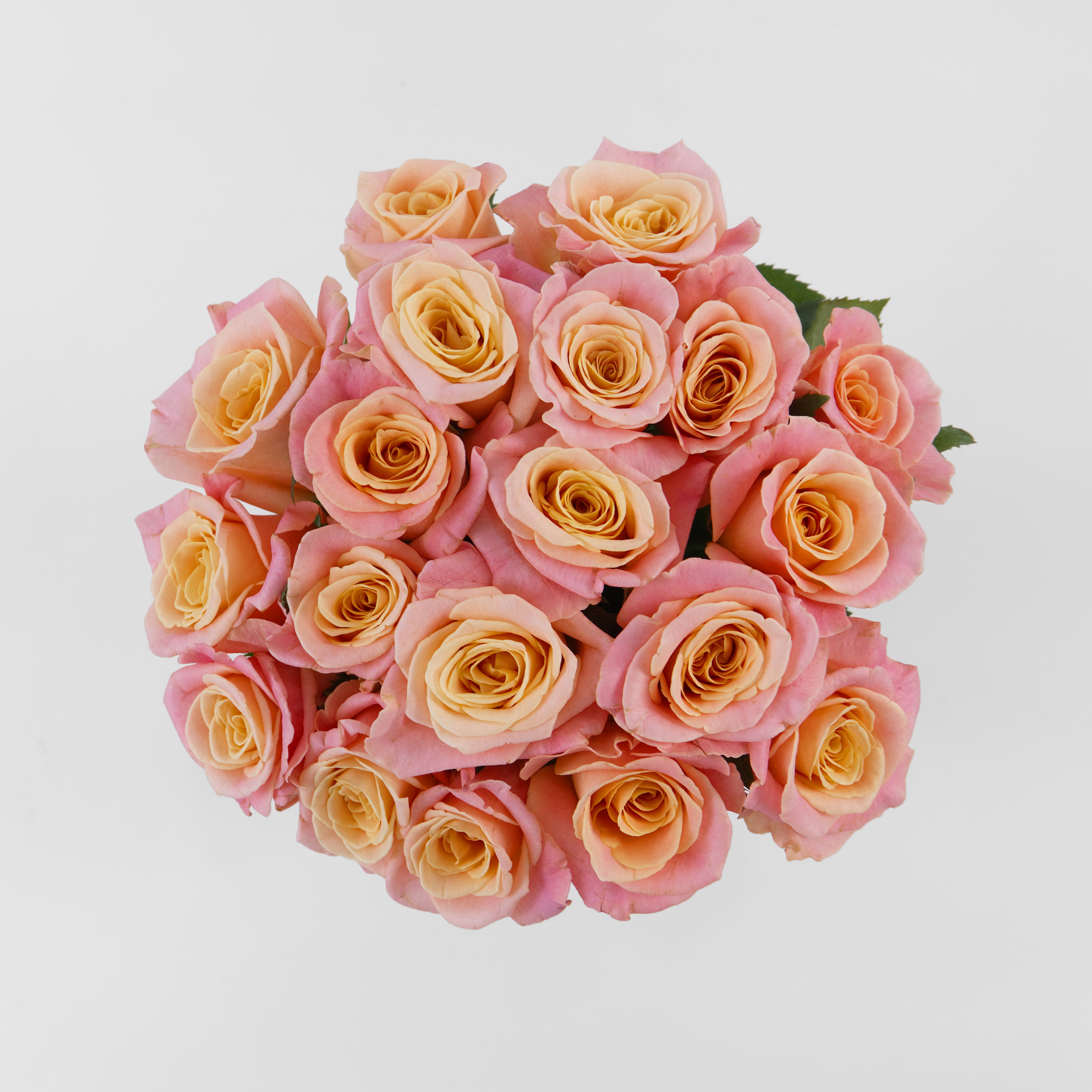Bouquet of pink and peach roses on a light gray background