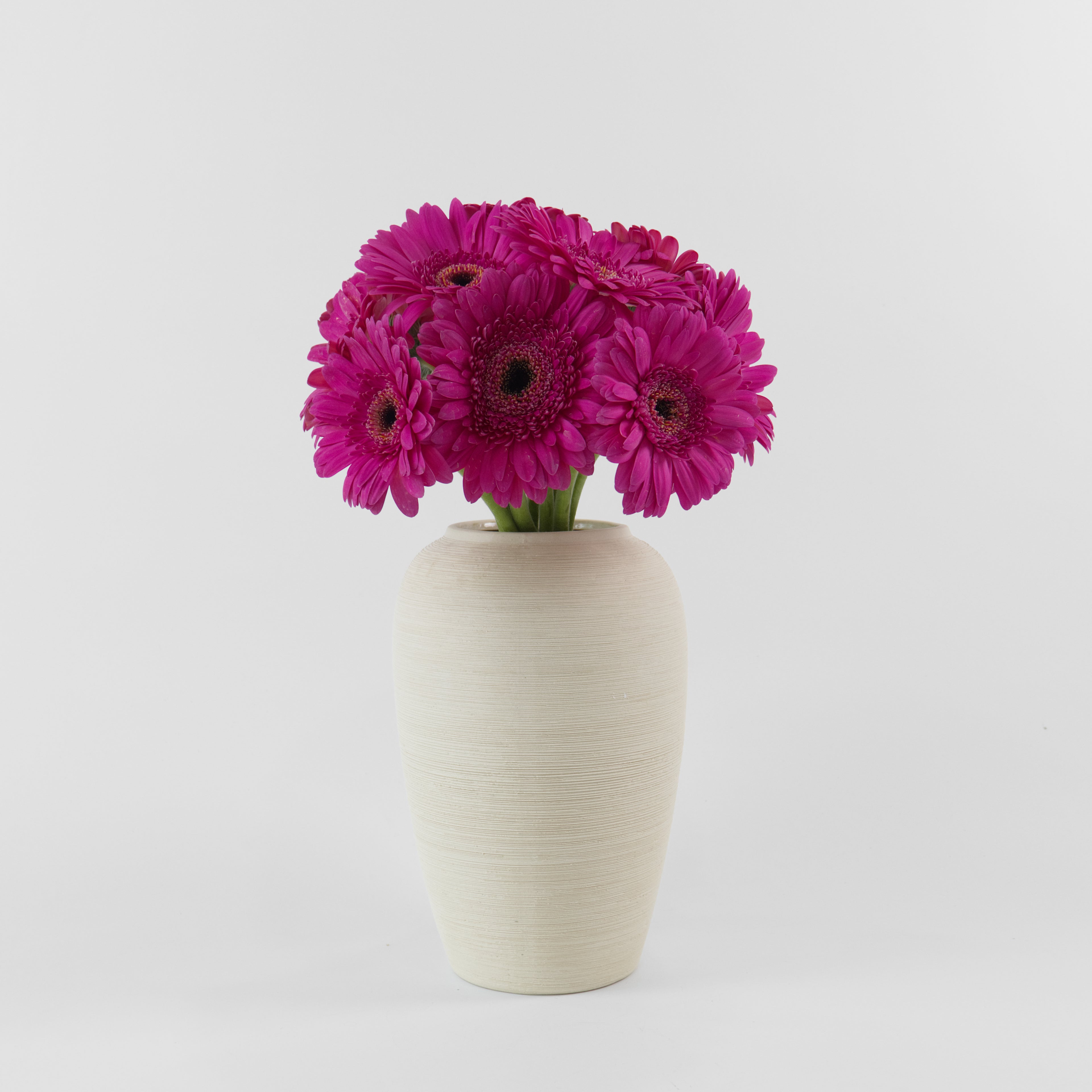 A wholesale bundle of ten fresh Gerbera Hot Cherry daisies with vibrant pink petals, prepared for nationwide shipping from a Malaysian supplier.