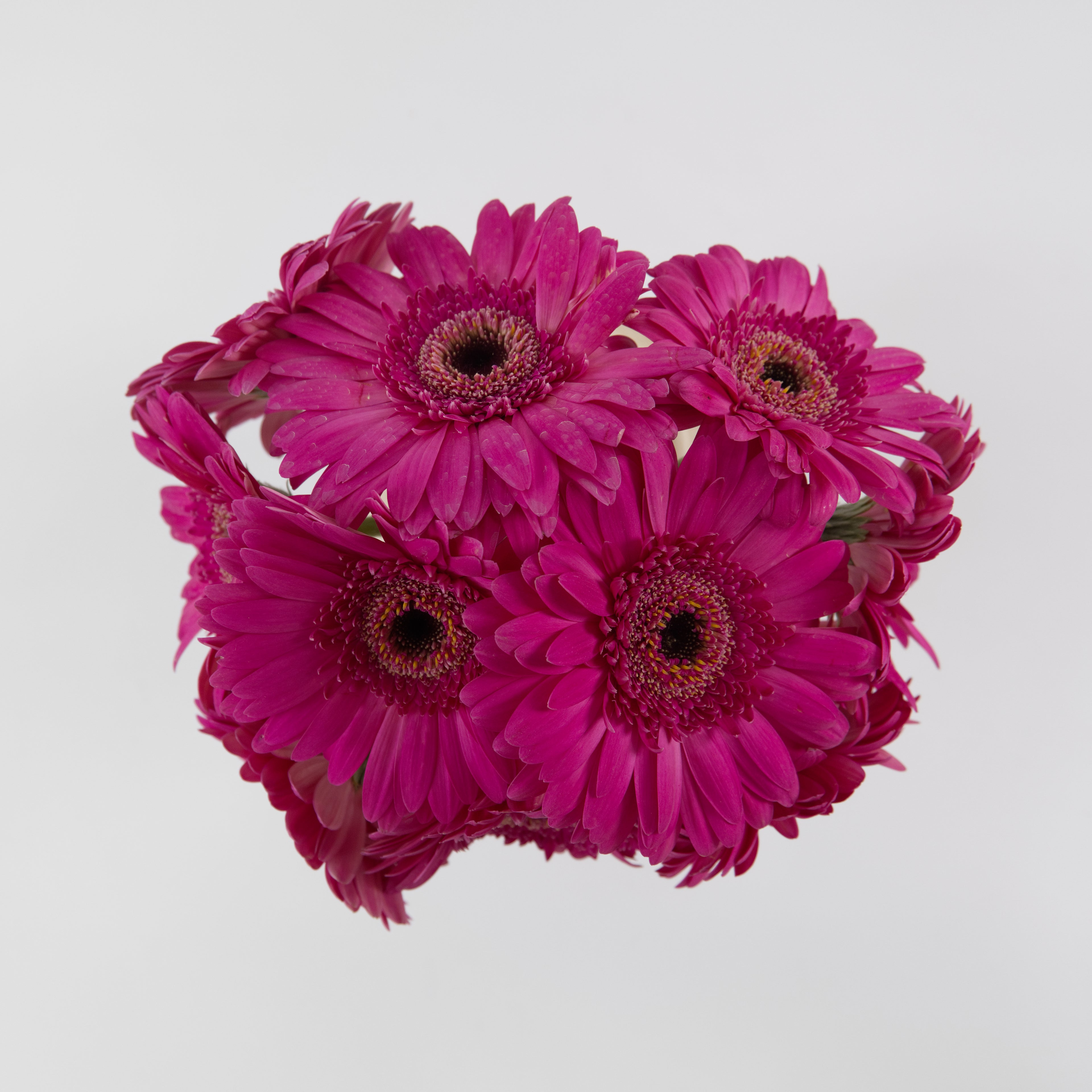 Detailed close-up of a Gerbera Hot Cherry flower showing the magenta petals and dark central disc, available for delivery across Malaysia.