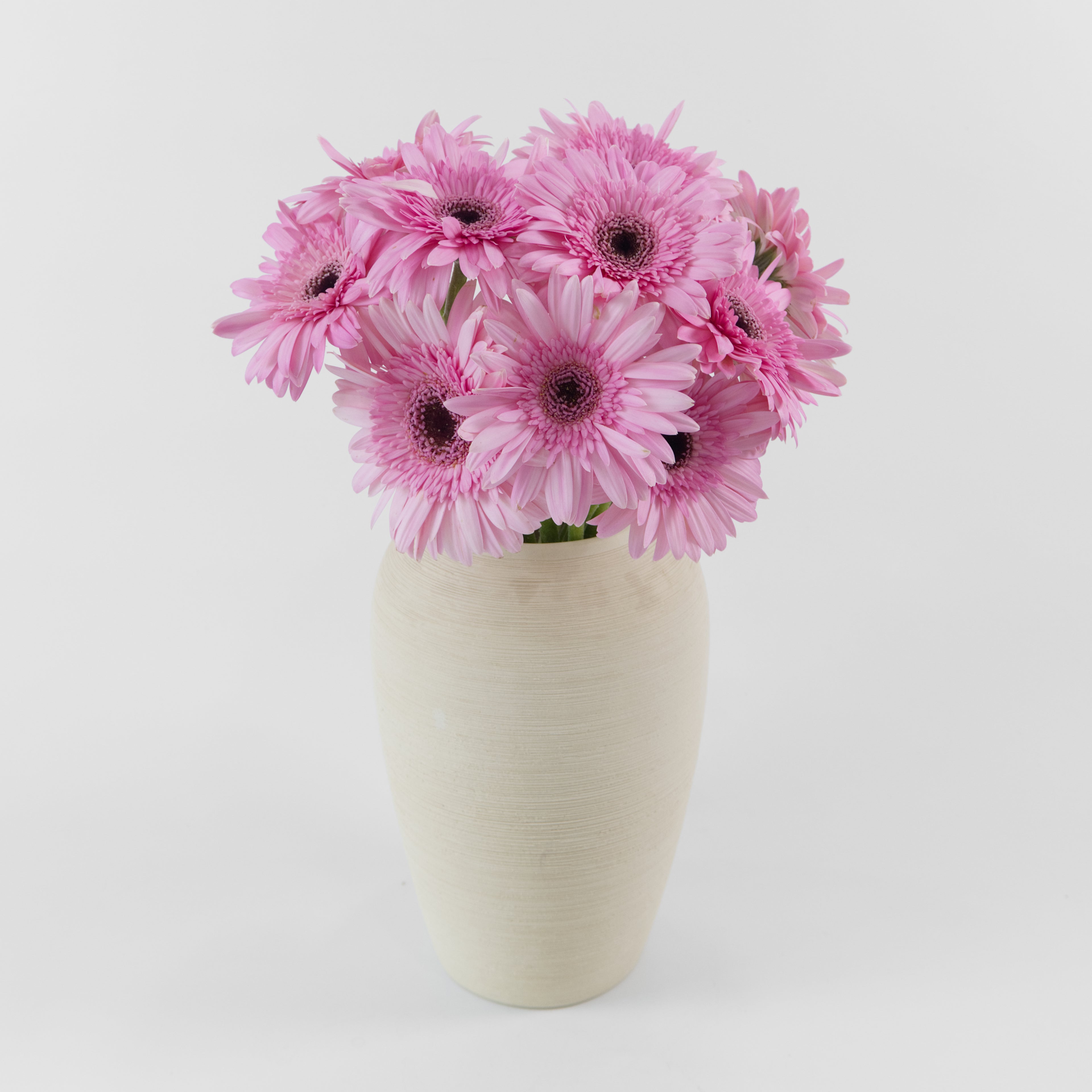 A wholesale bunch of ten fresh pink gerbera daisies tied and ready for shipment from a Malaysian flower distributor.
