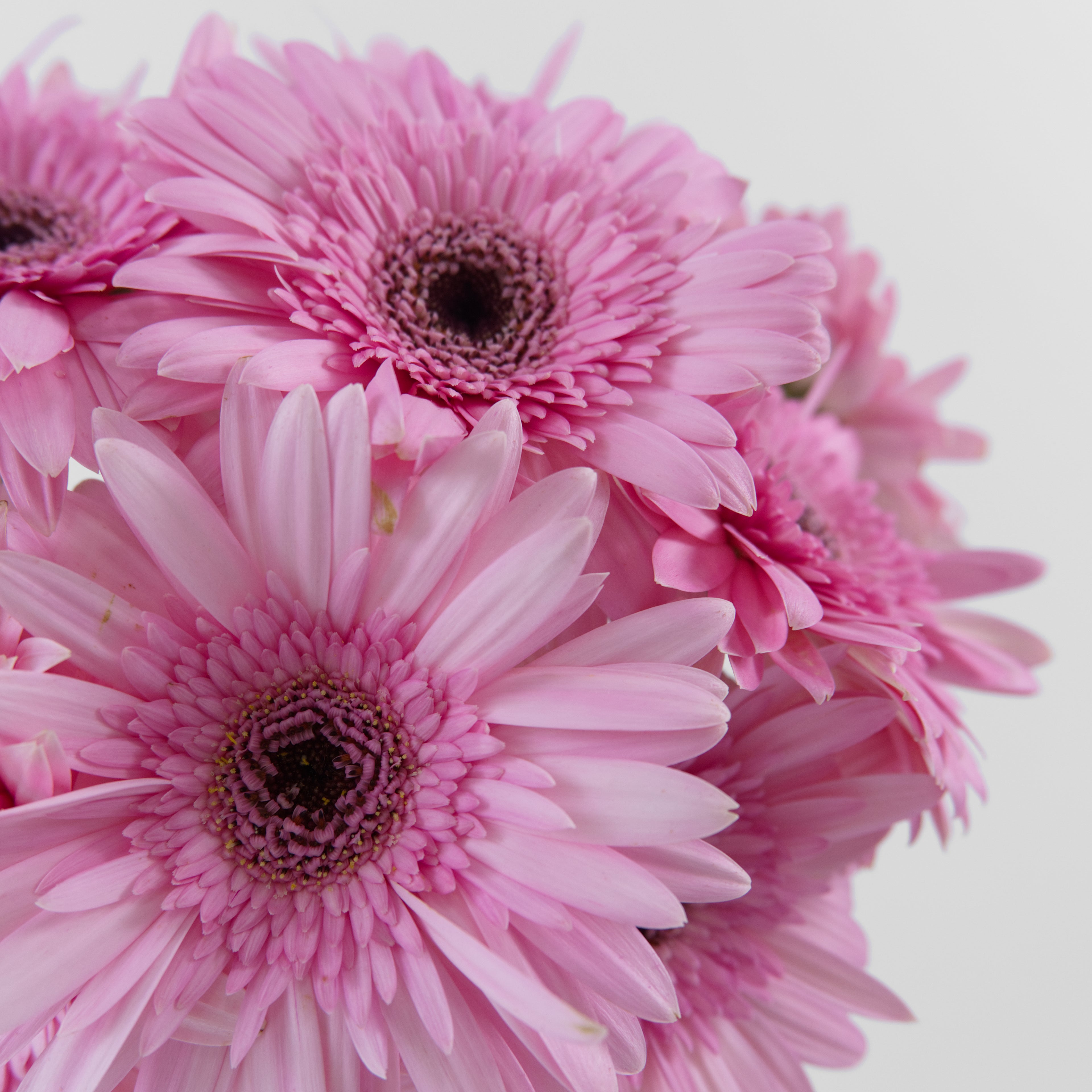 Bundles of wholesale pink gerberas organized inside a cold storage room before being packed for nationwide delivery in Malaysia.