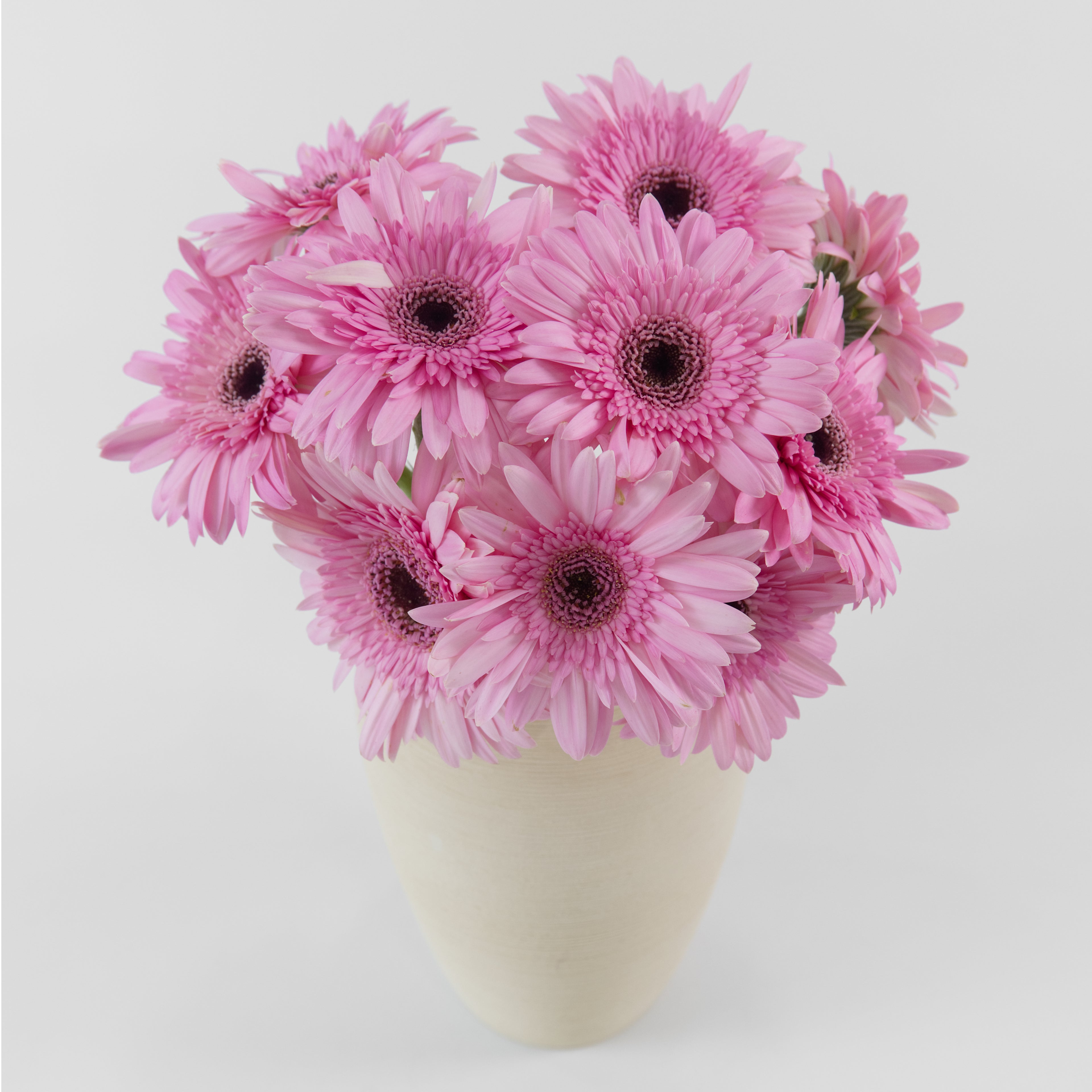 Close-up of a soft pink gerbera daisy flower showing detailed petal layers, sourced by a wholesale florist in Kuala Lumpur.