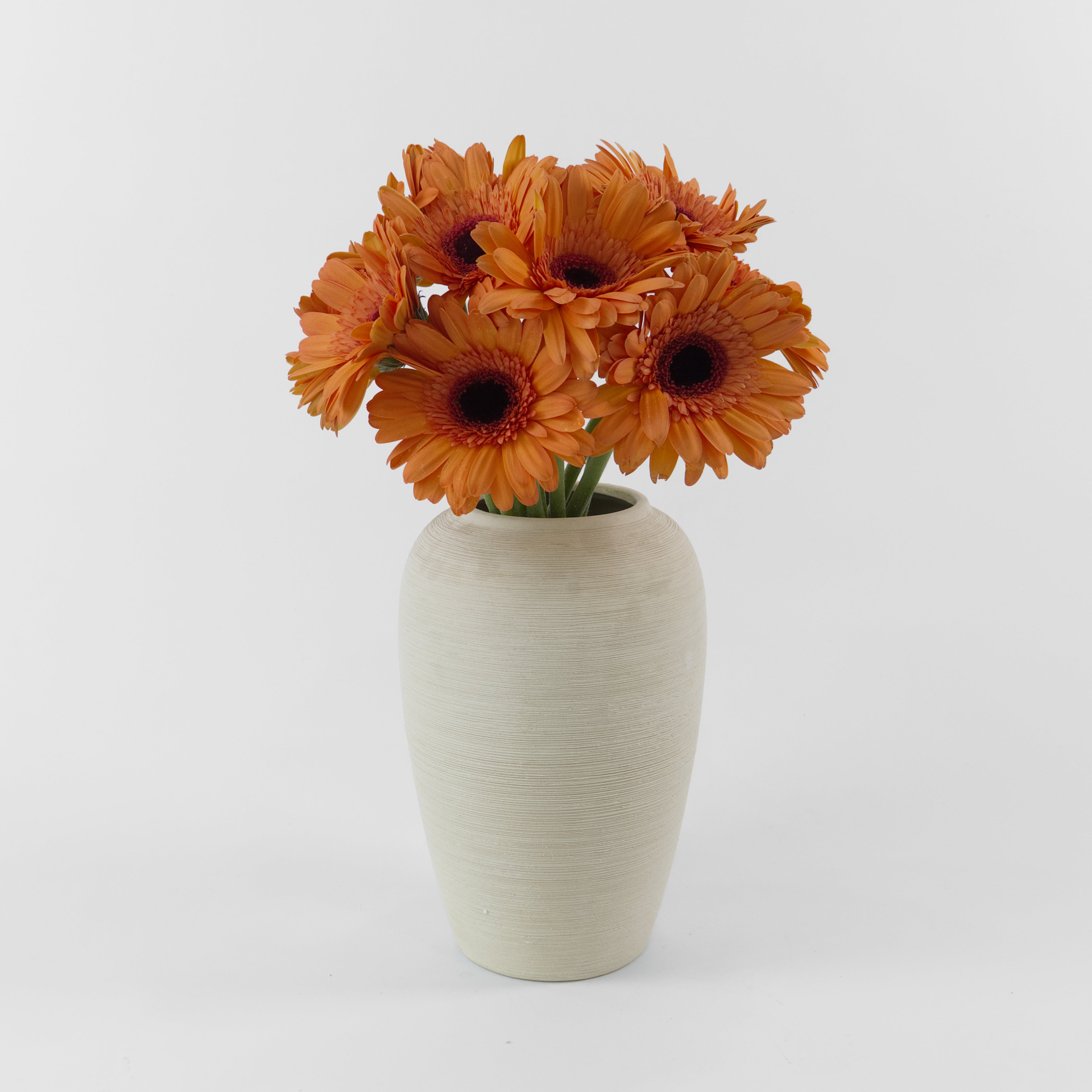 A bundle of ten wholesale light orange gerbera daisies wrapped and prepared for distribution by a Malaysian flower supplier.