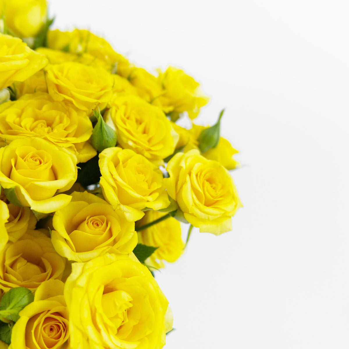 Rose Spray - Yellow Century Flower