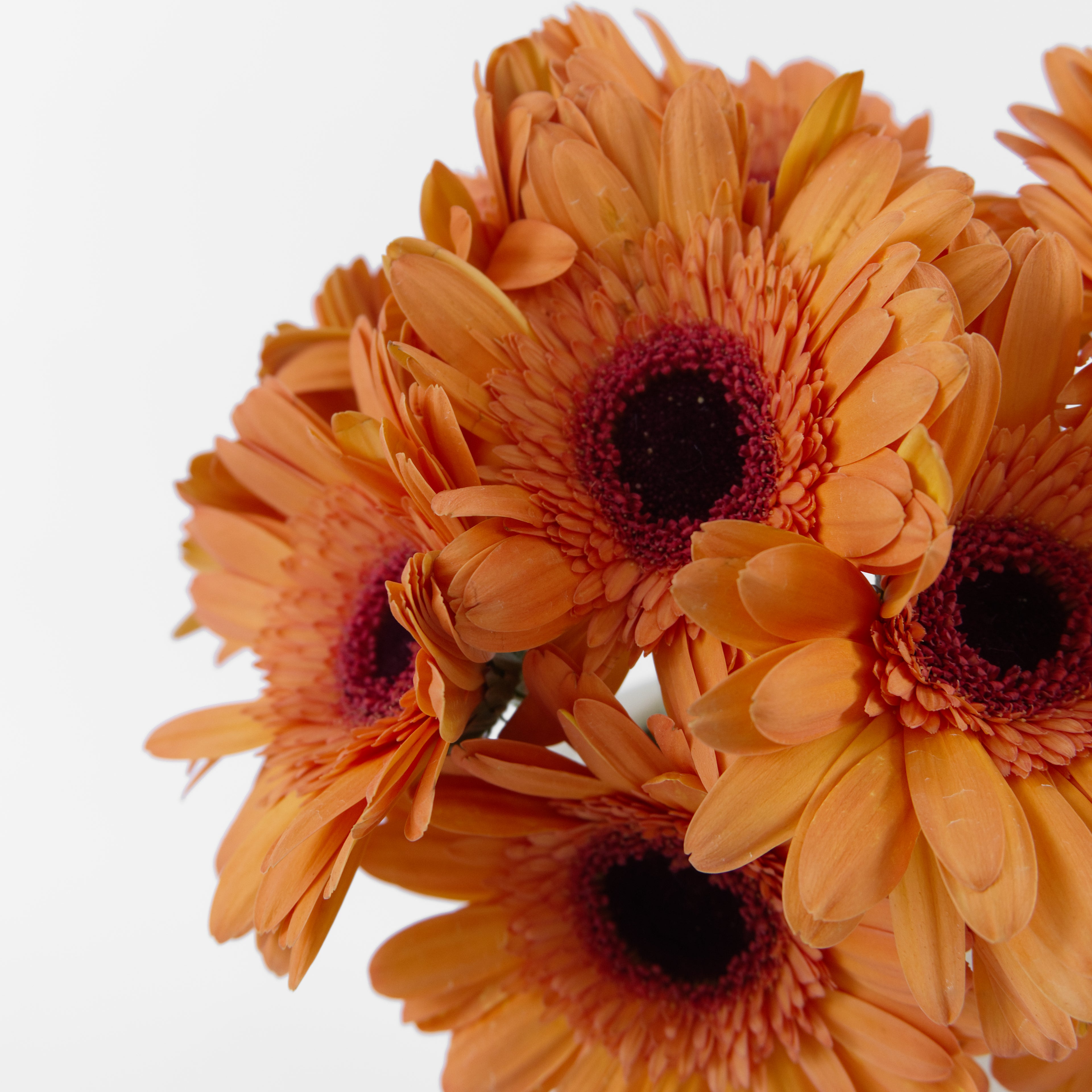 Bundles of wholesale peach and light orange gerberas stored in buckets inside a cold room before dispatch across Malaysia.