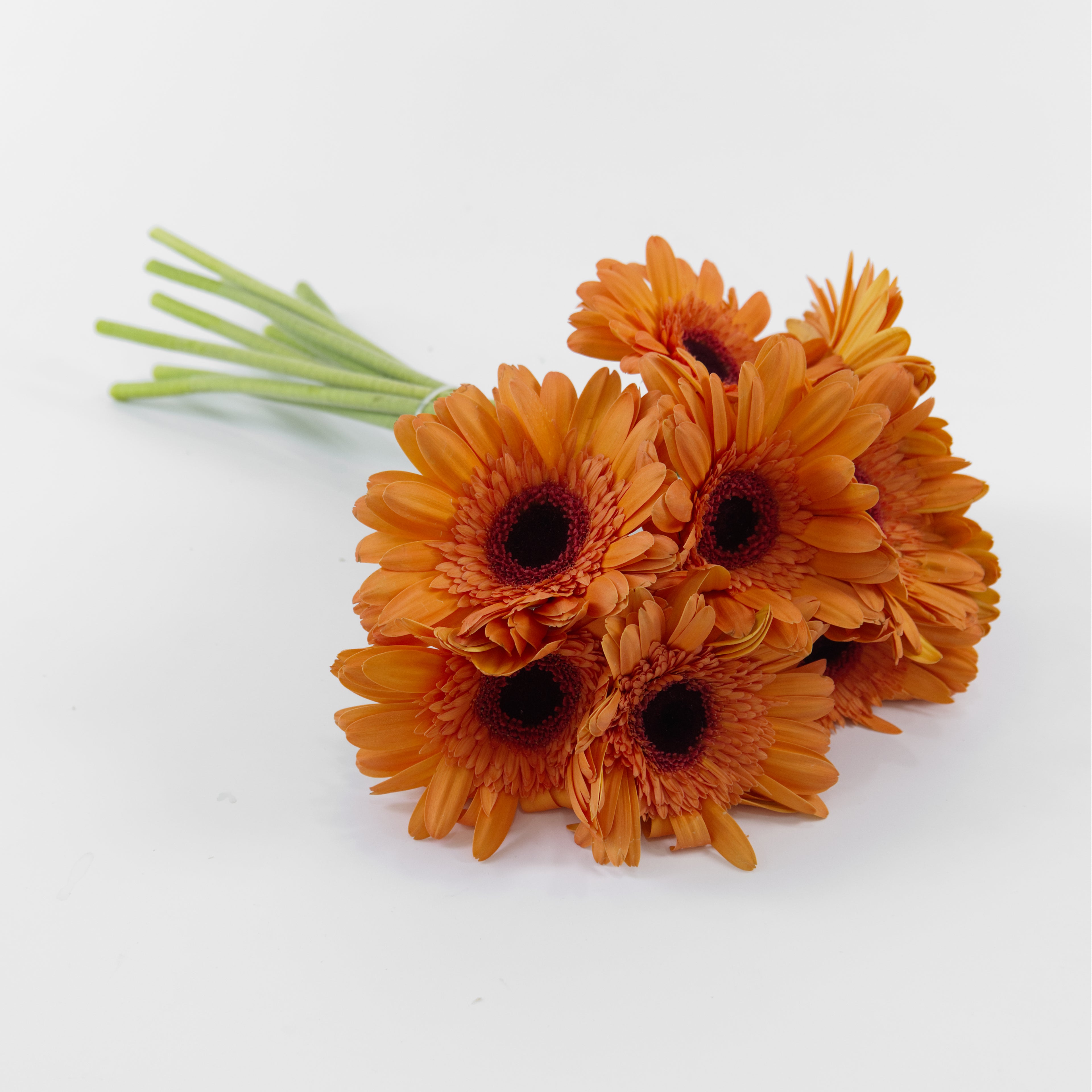 Detailed close-up of a peach-colored light orange gerbera daisy flower showing its soft orange petals and contrasting center.