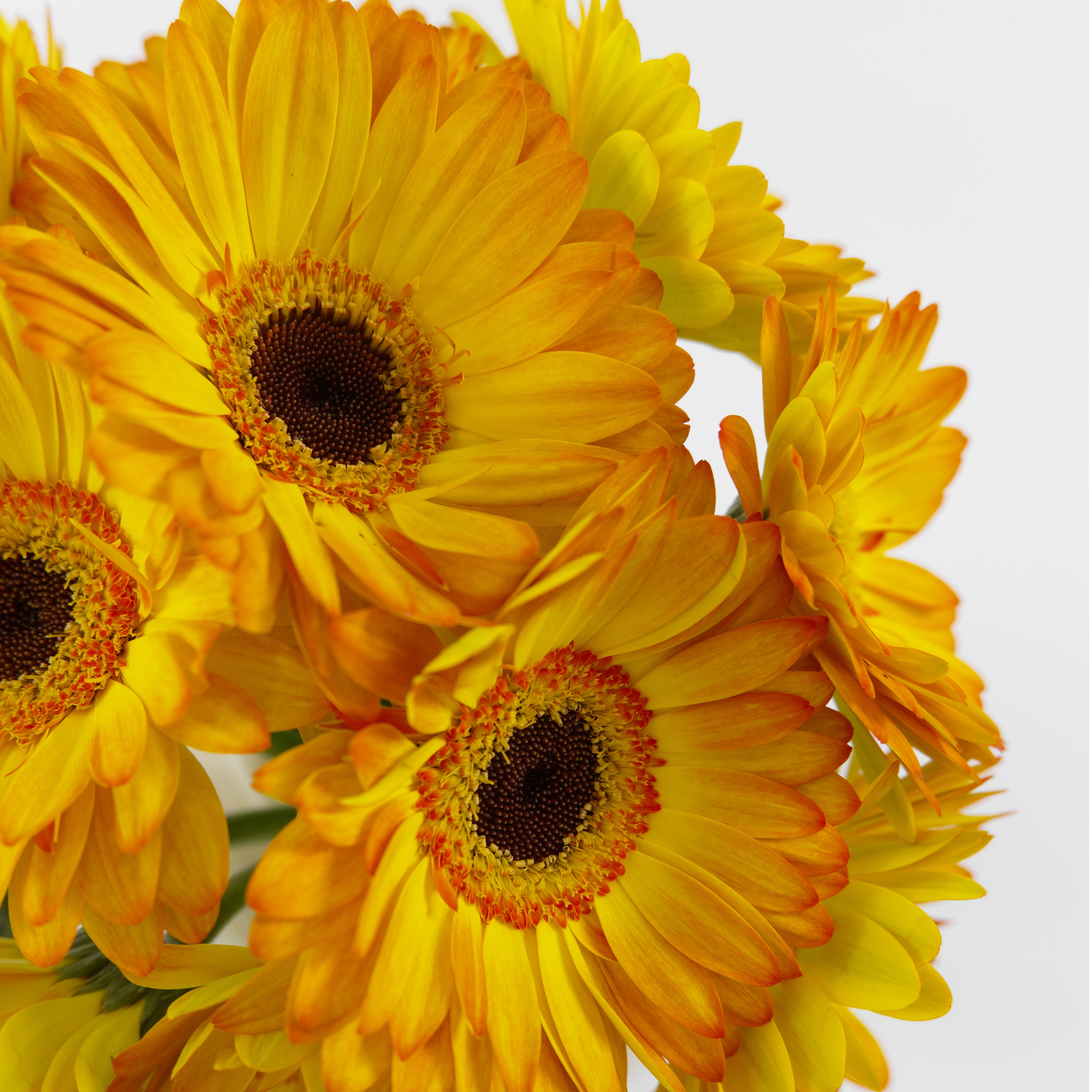 Bouquet of yellow flowers with brown centers on a white background