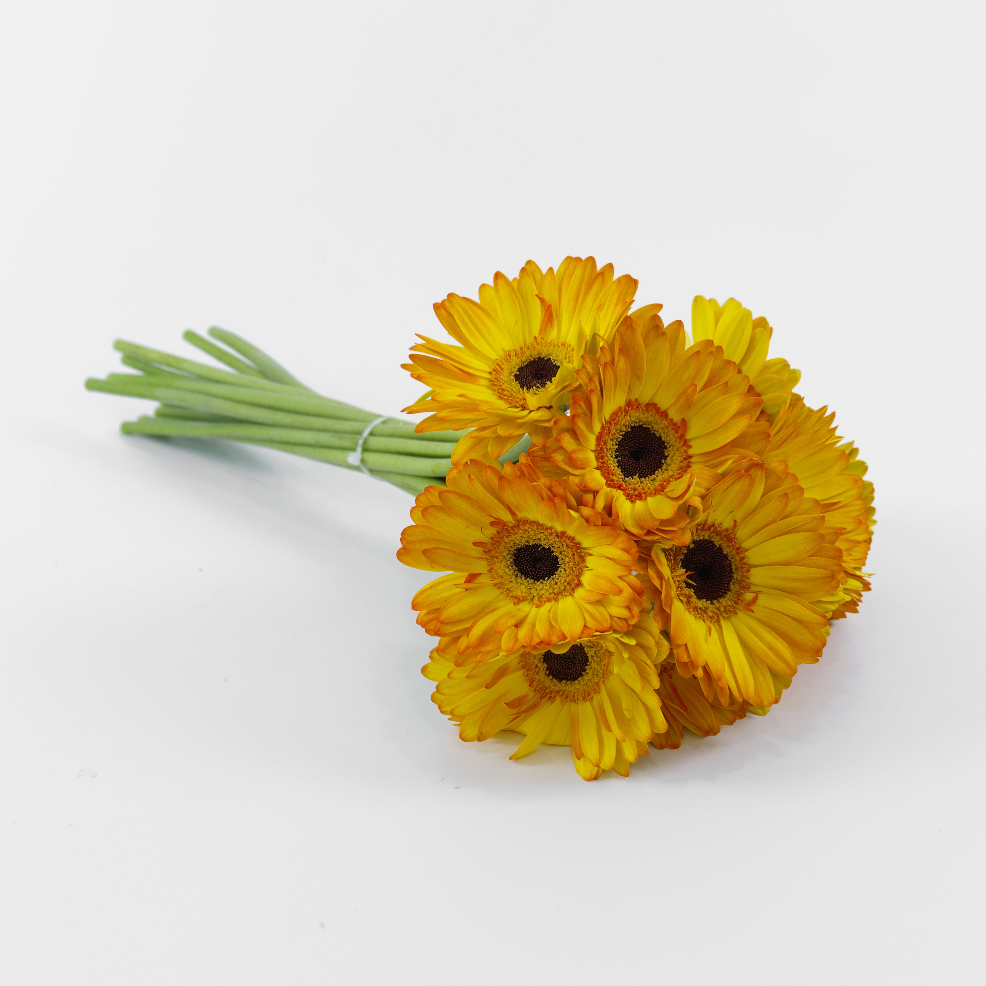 Detailed close-up of a golden-yellow Gerbera Sunshine flower showing its clean petal arrangement and central disk, available for shipping across Malaysia.