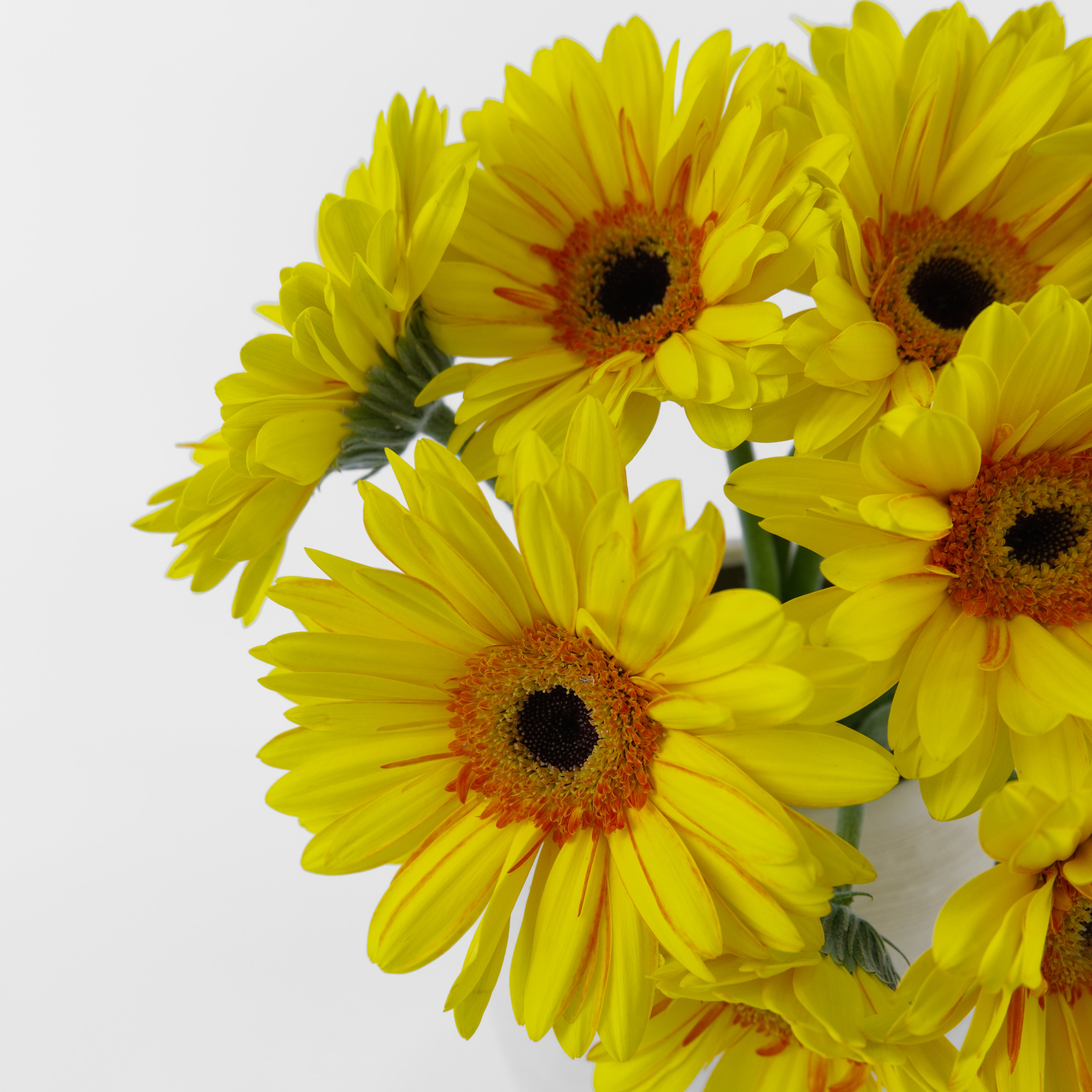 Bouquet of yellow flowers with a white background