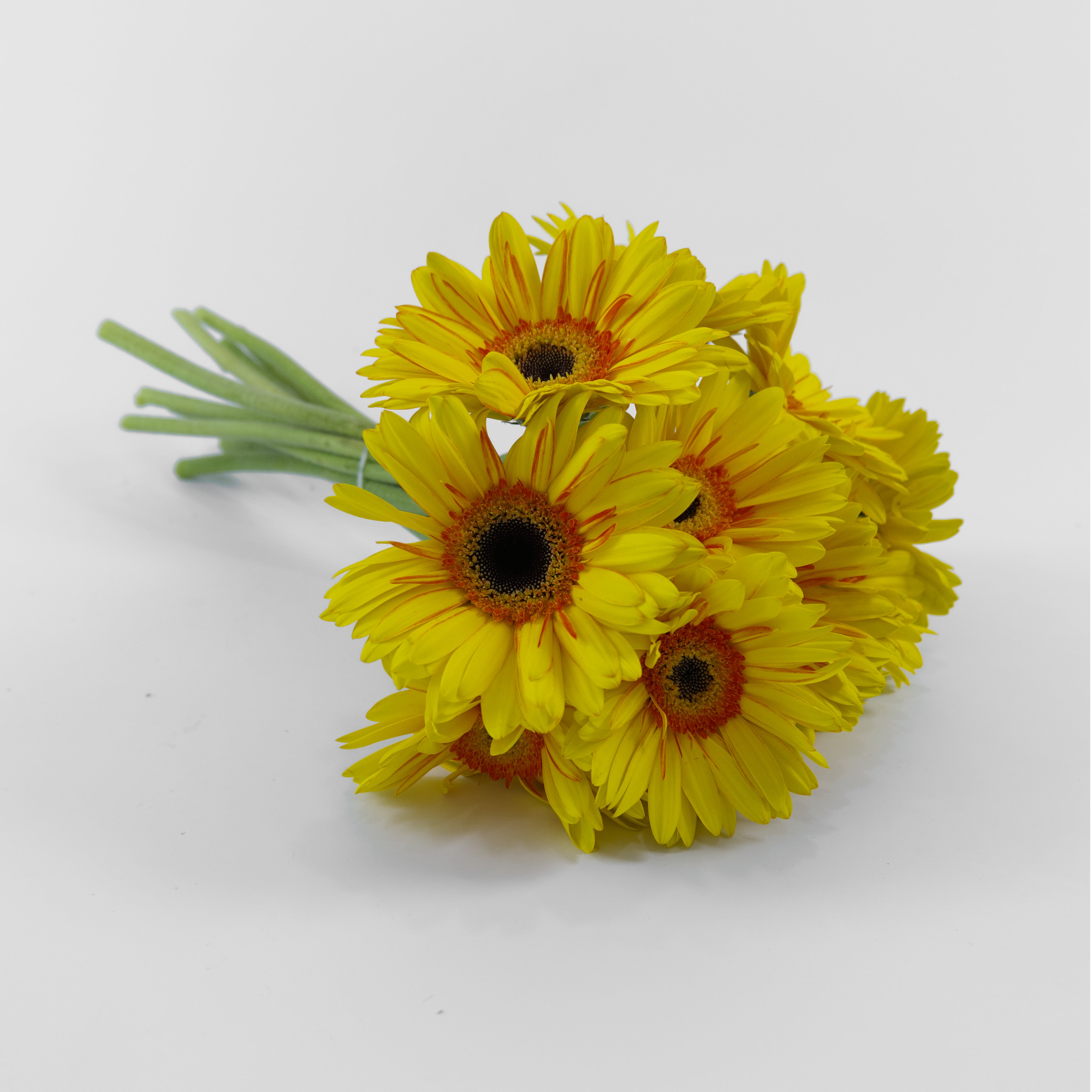 Bouquet of yellow flowers on a white background