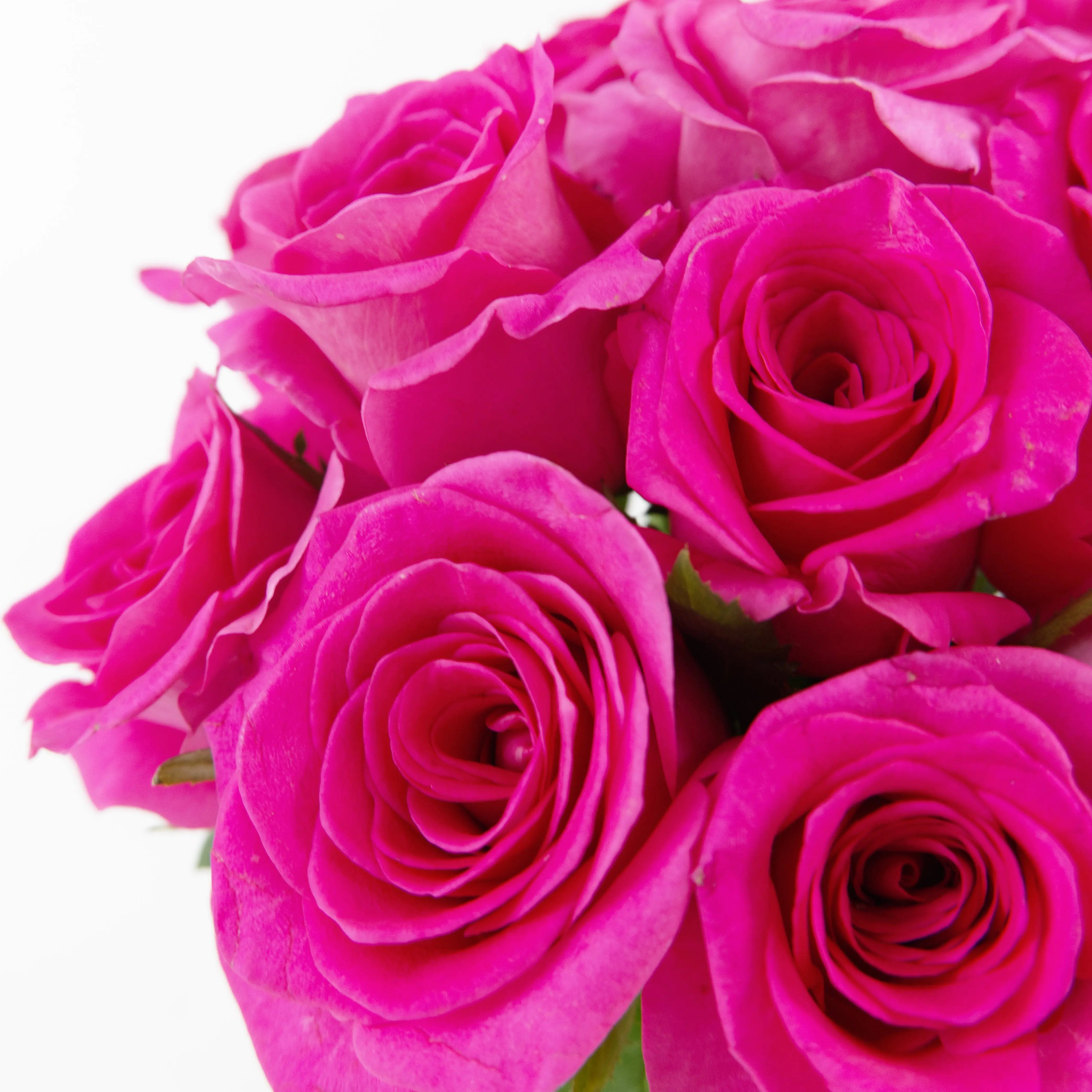 Close-up of a vibrant Freud Pink rose bloom showing hot pink petals with wavy edges.