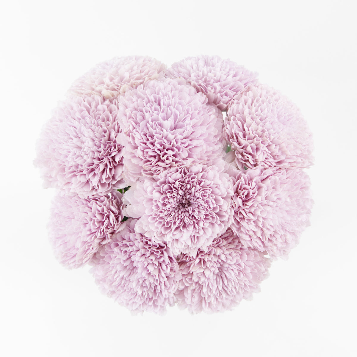 Chrysanthemum Net Mum - Pink Malaysia