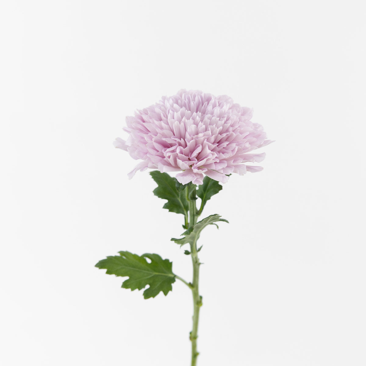 Chrysanthemum Net Mum - Pink Malaysia