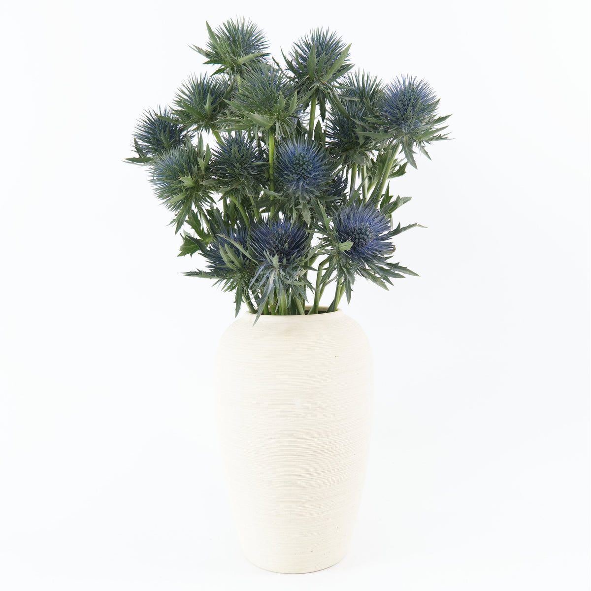Eryngium - Blue China