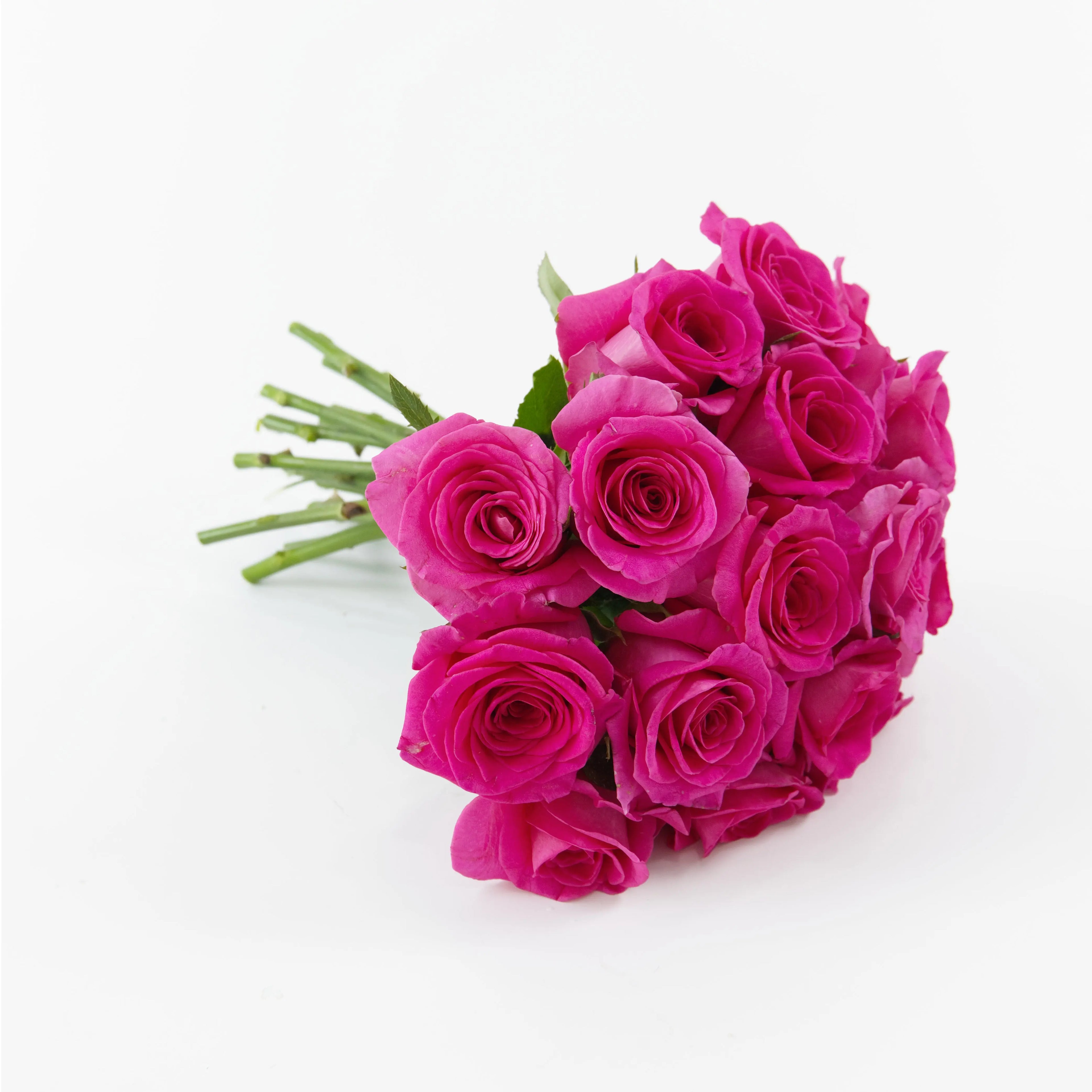 A wholesale bundle of ten fresh Freud Pink roses packaged for delivery by a Malaysian flower supplier.