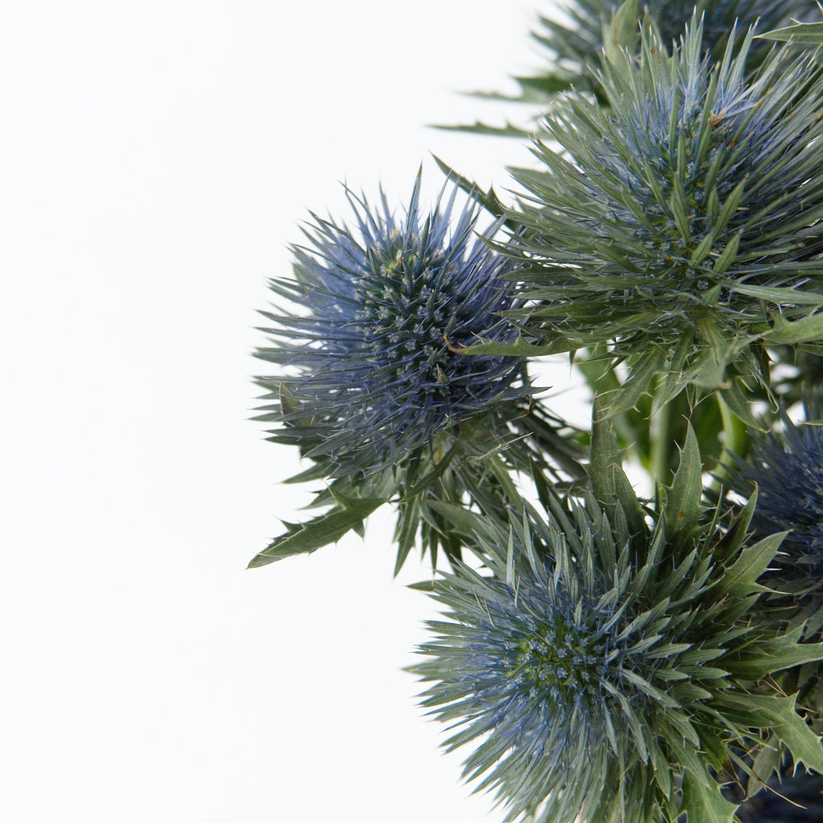 Eryngium - Blue China
