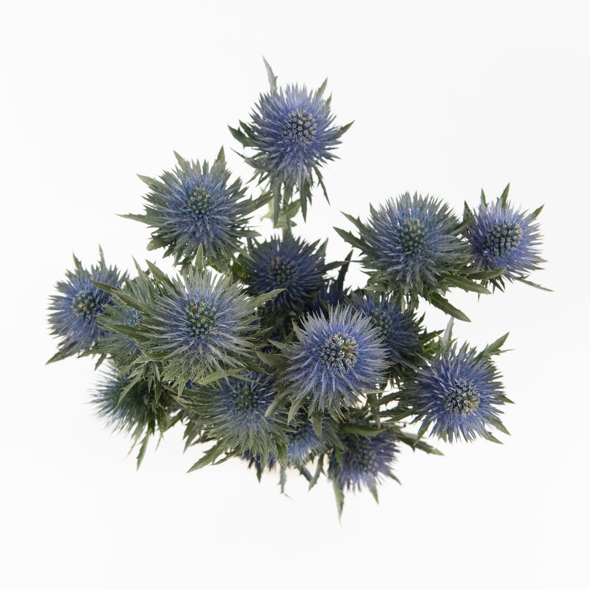 Eryngium - Blue China