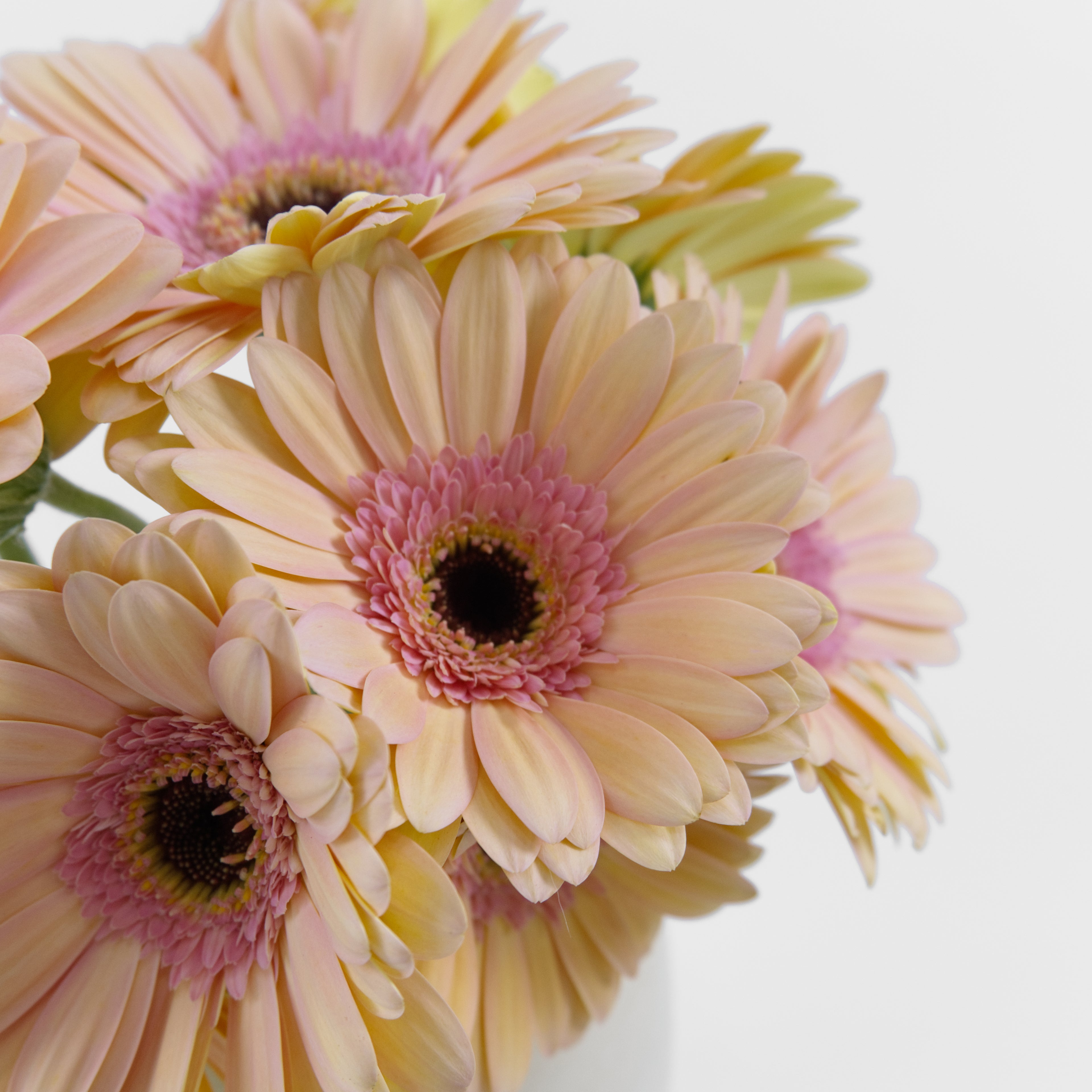 Close-up of a soft peach gerbera daisy flower showing its warm, delicate petals, available from a KL wholesale supplier.