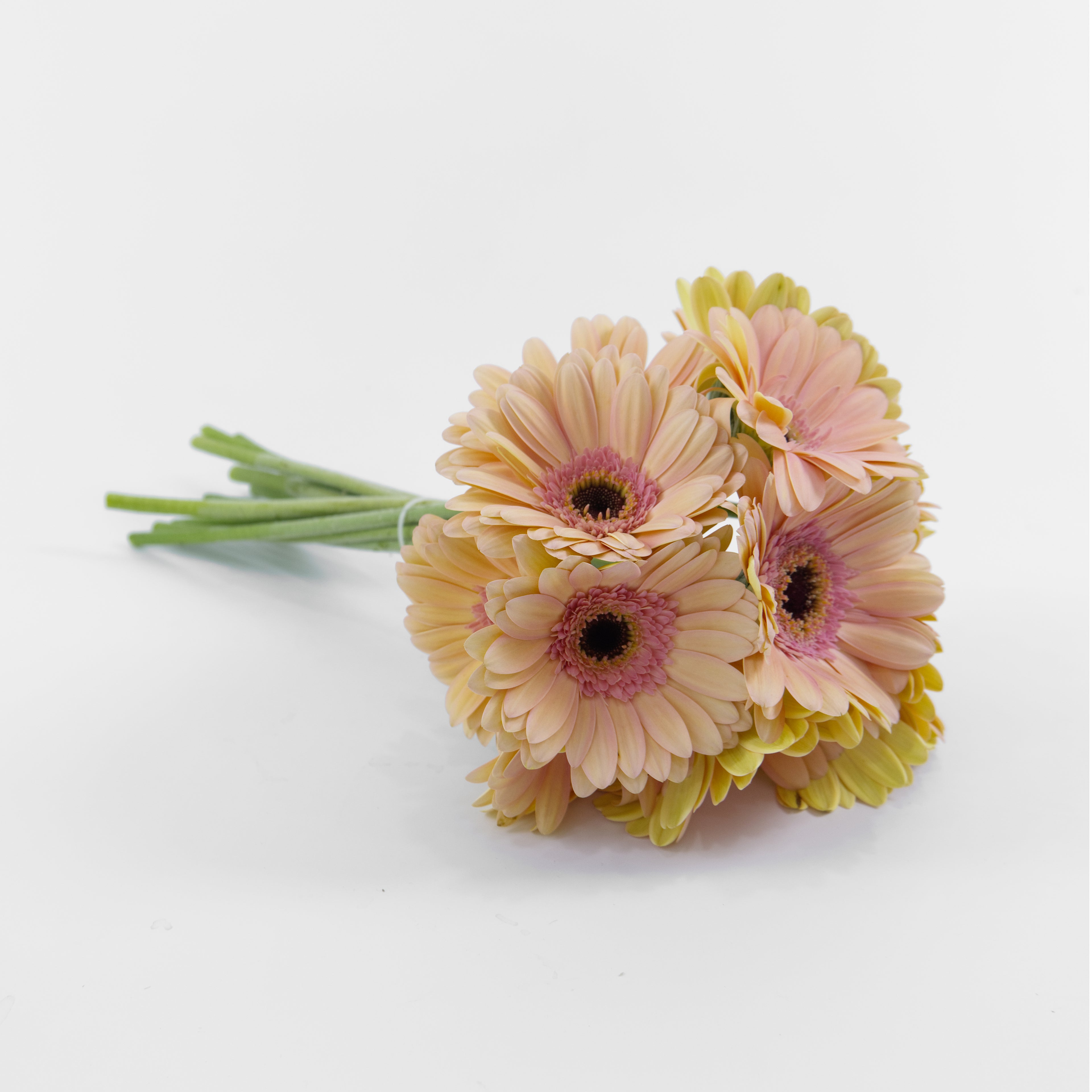 A wholesale bundle of ten fresh peach gerbera daisies wrapped in protective paper, prepared for delivery in Malaysia.