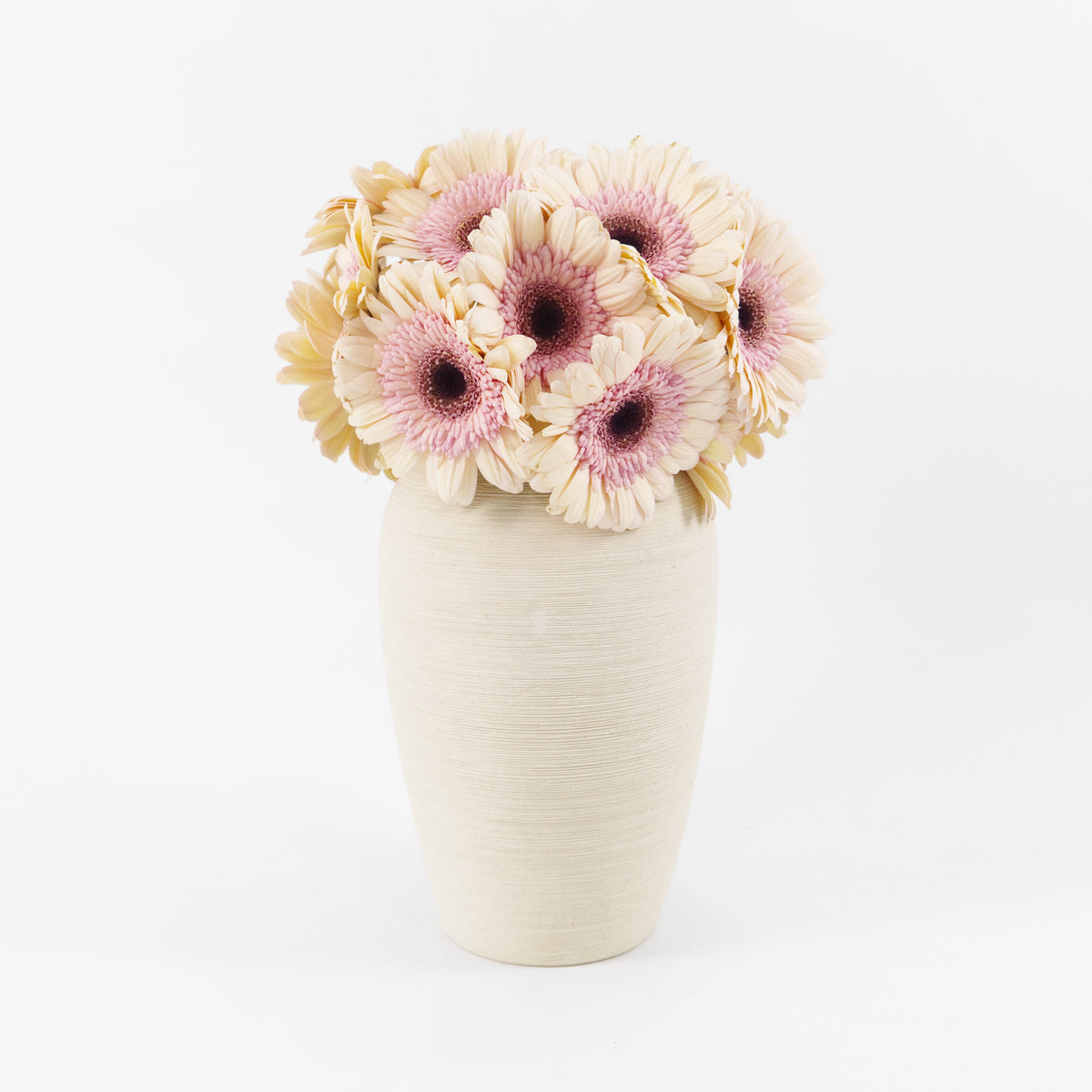 Gerbera - Light Peach Malaysia