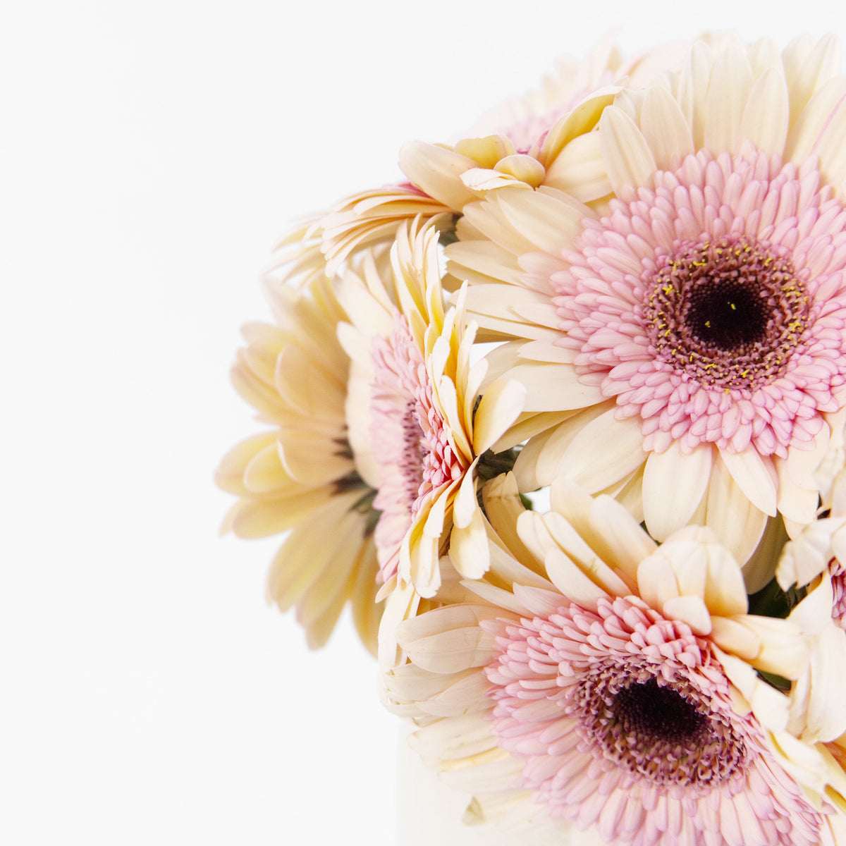Gerbera - Light Peach Malaysia