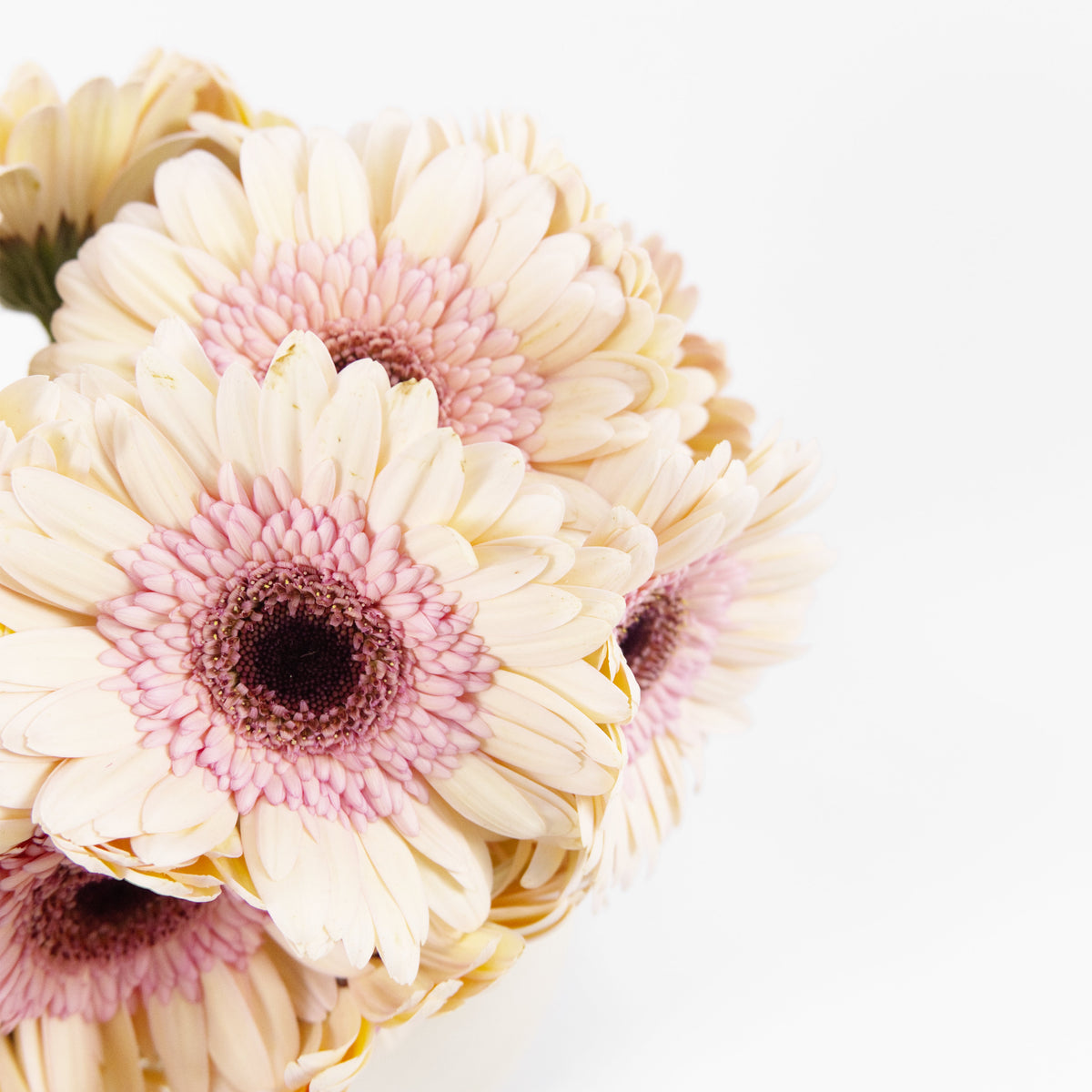 Gerbera - Light Peach Malaysia