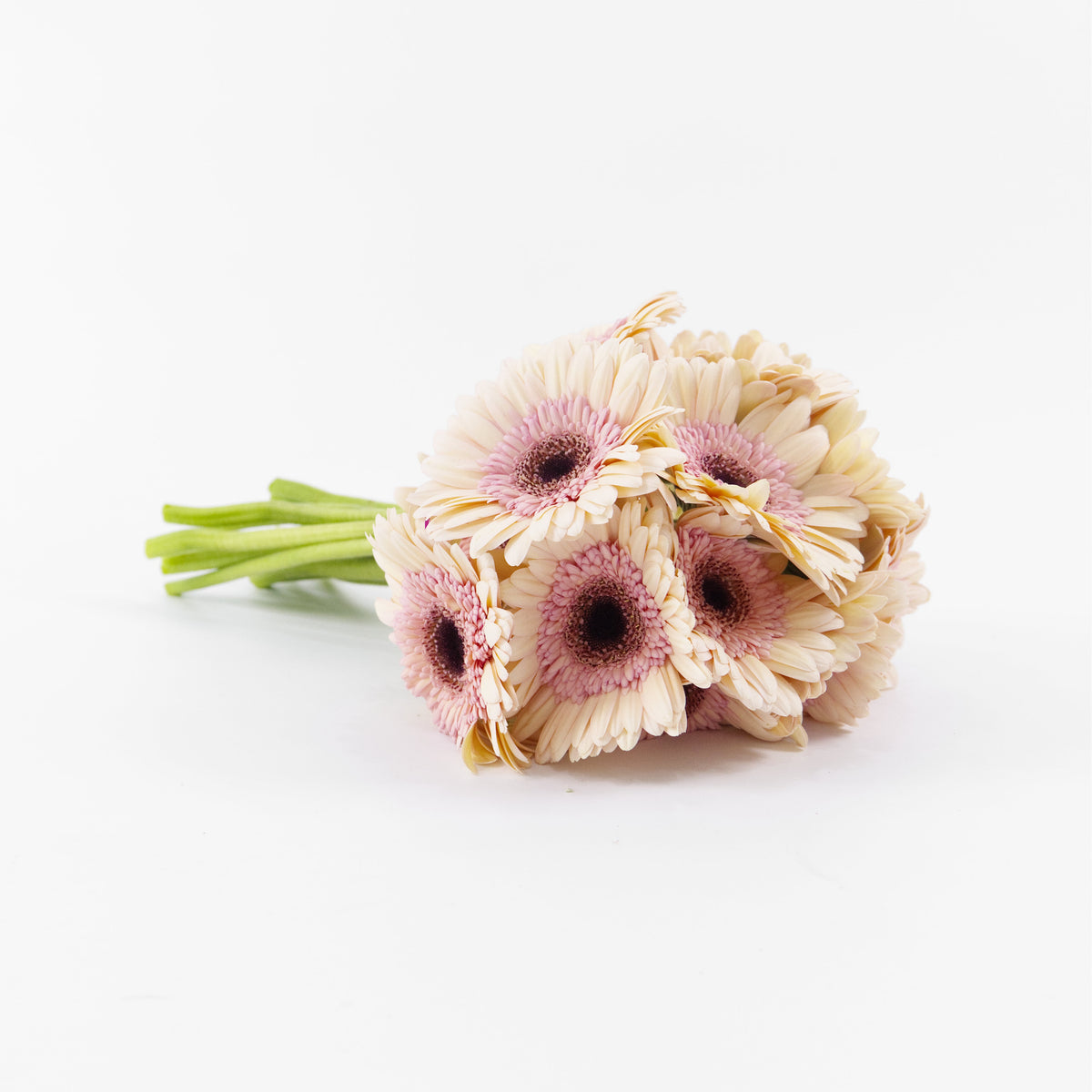 Gerbera - Light Peach Malaysia