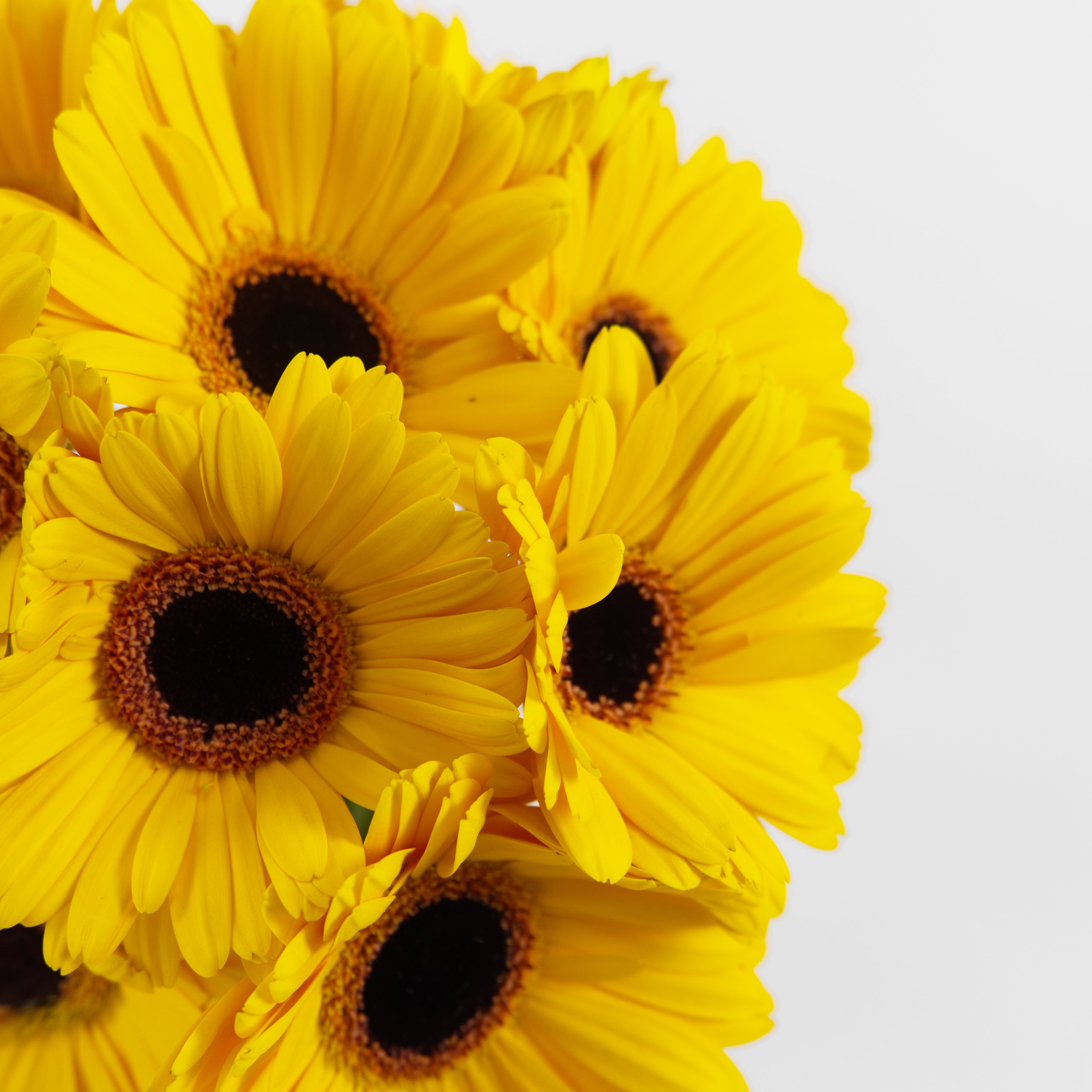 Close-up of a rich golden-yellow Gerbera Gold flower showing its uniform petals and central disk, available from a KL wholesale supplier.