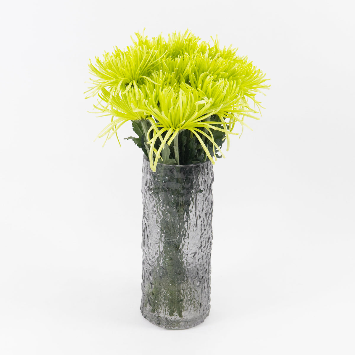 Chrysanthemum Net Mum Anastasia - Green Malaysia