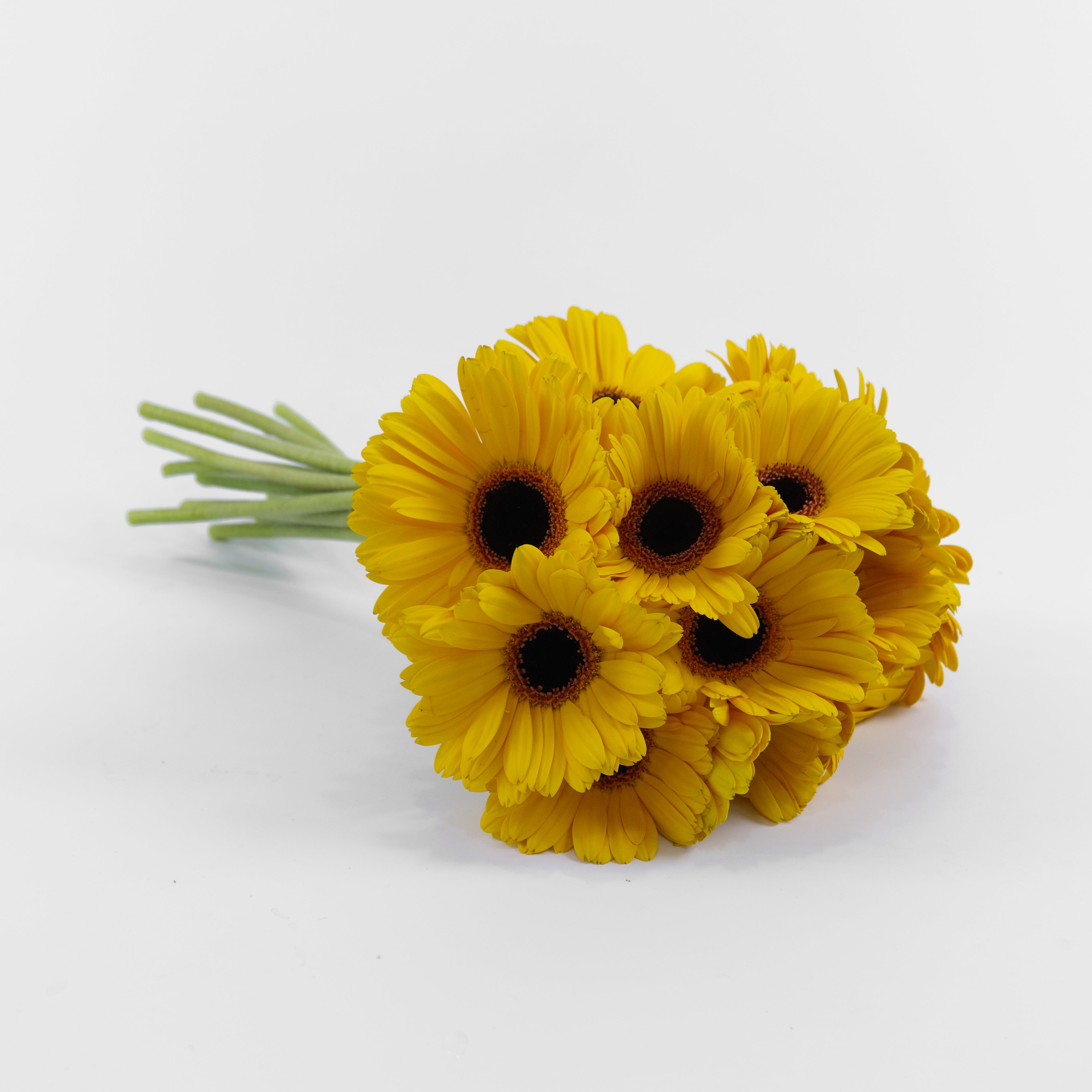 A wholesale bundle of ten fresh Gerbera Gold daisies with deep golden-yellow petals, prepared for delivery in Malaysia.