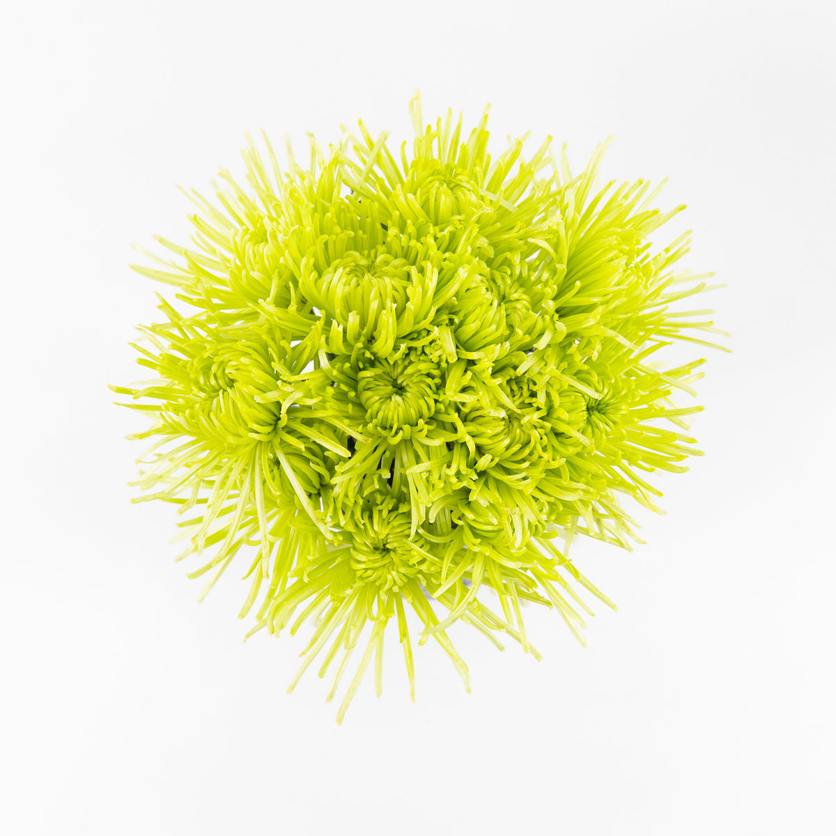 Chrysanthemum Net Mum Anastasia - Green Malaysia