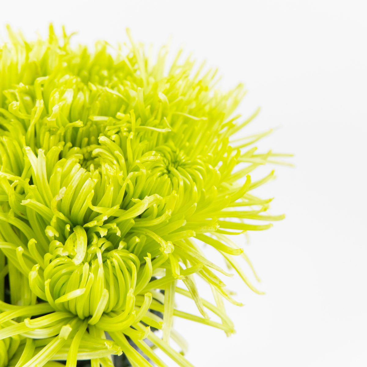 Chrysanthemum Net Mum Anastasia - Green Malaysia