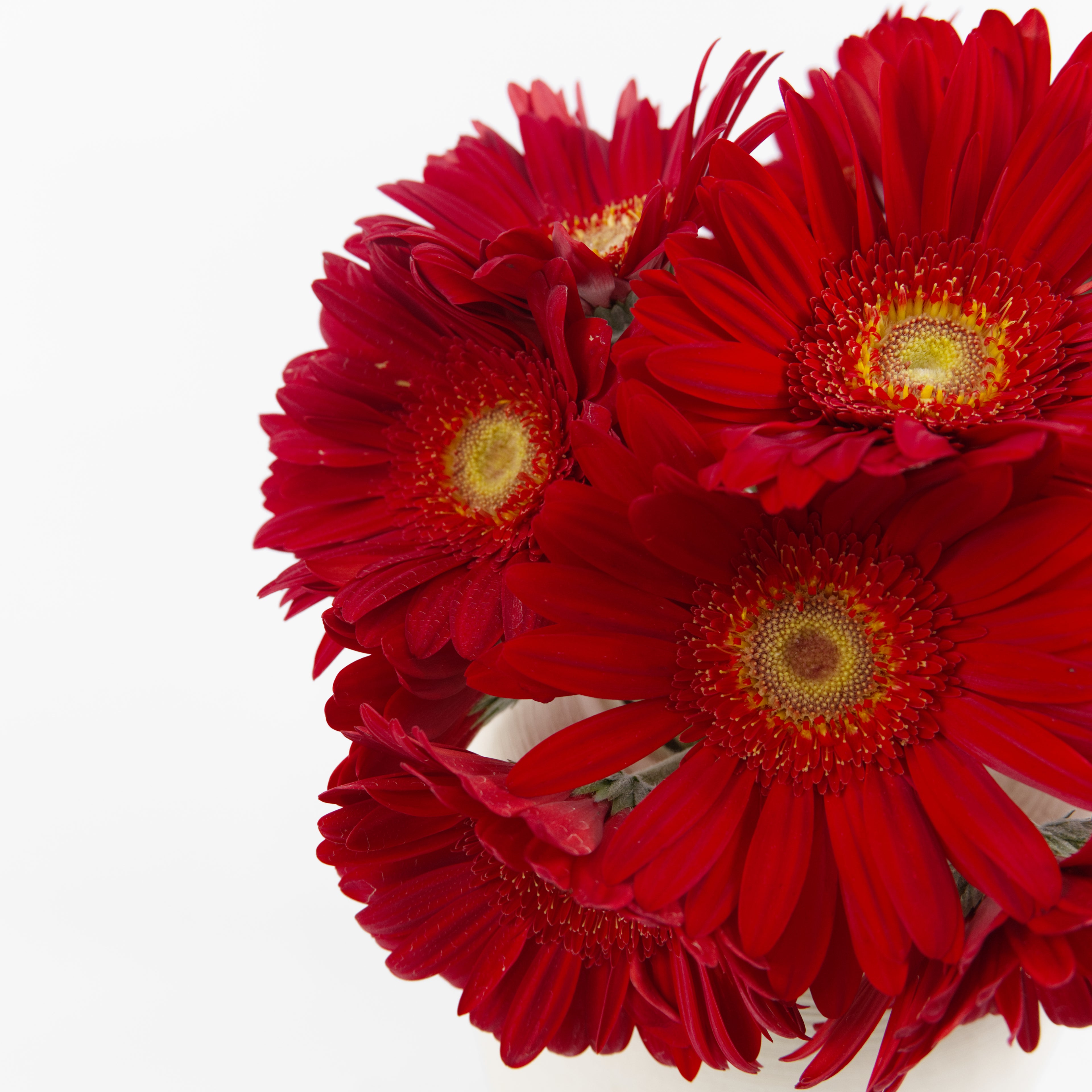 Close-up of a vibrant red Gerbera daisy showing its detailed petals and distinct green center, available from a KL wholesale supplier.