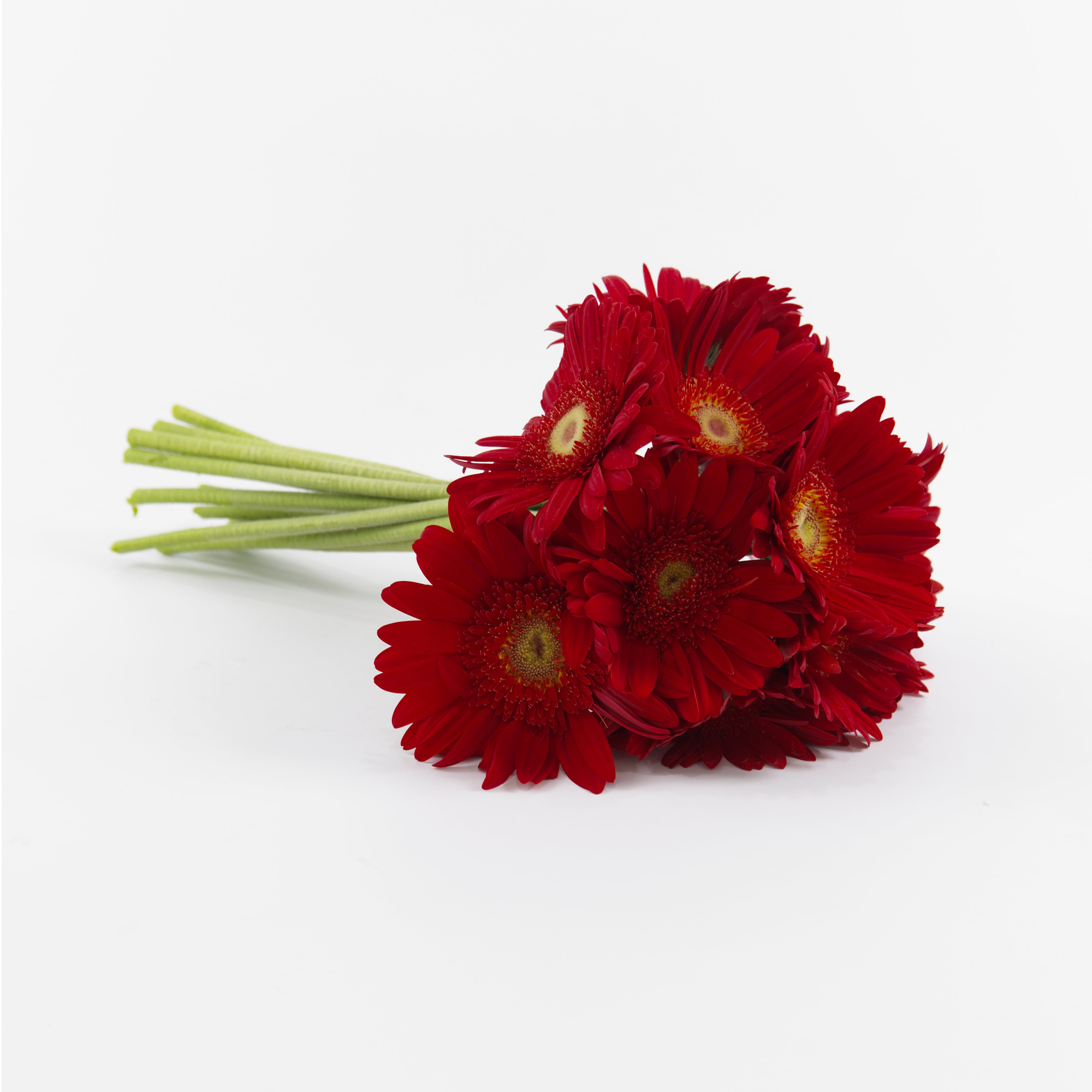 Close-up of a vibrant red Gerbera daisy showing its detailed petals and distinct green center, available from a KL wholesale supplier.