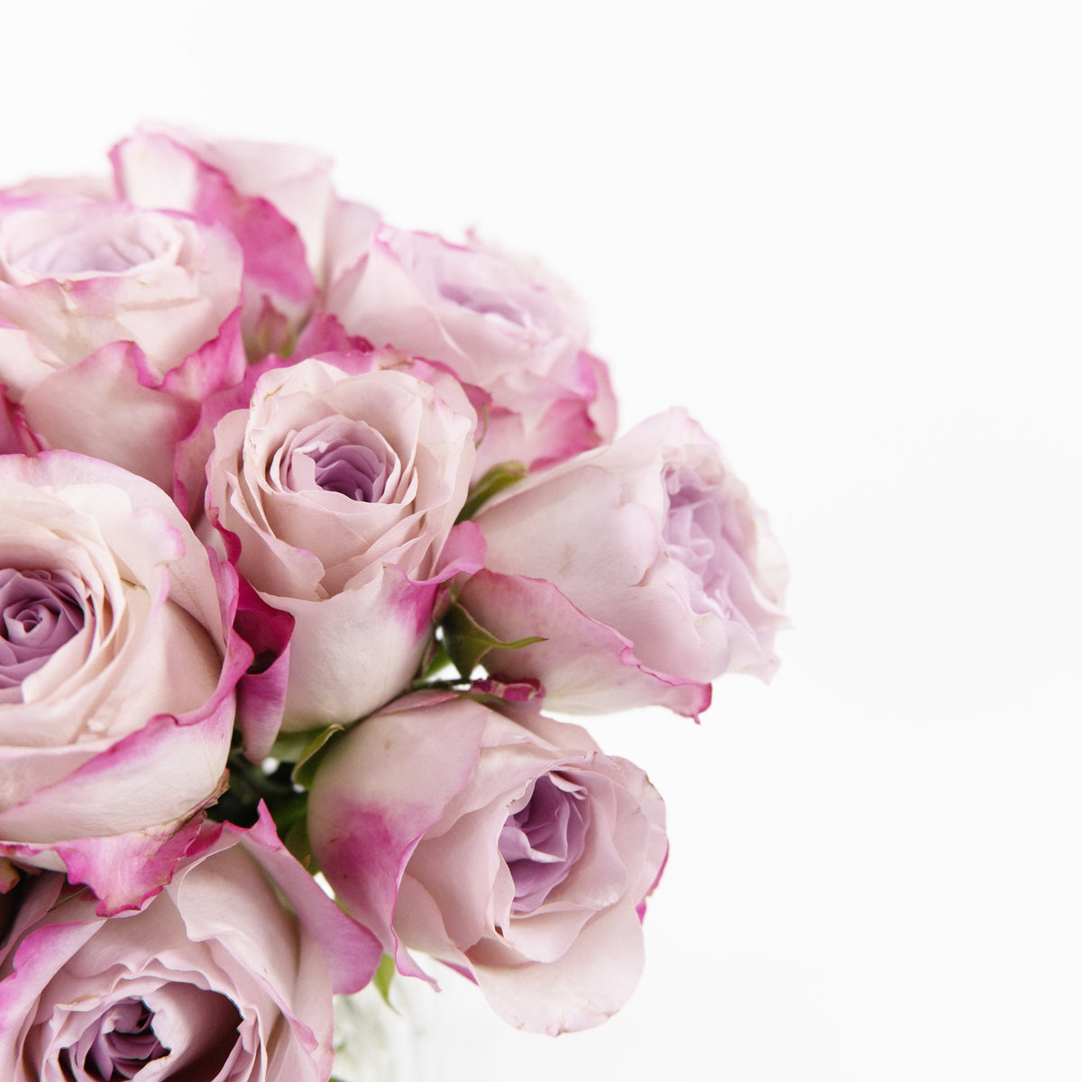 Rose - Charisma China