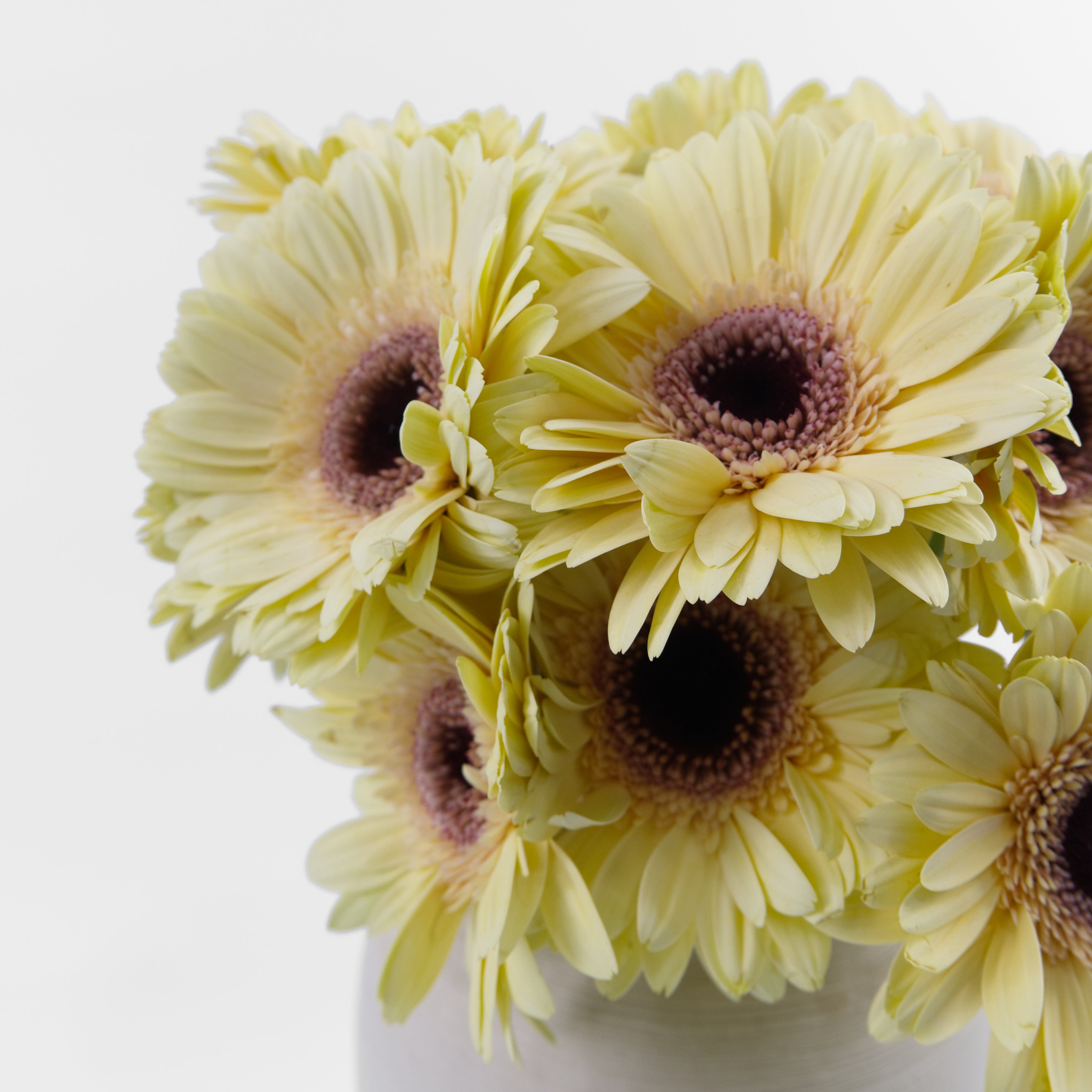 Close-up of a champagne-colored Gerbera daisy flower showing its delicate nude-beige petals, available from a KL wholesale supplier.